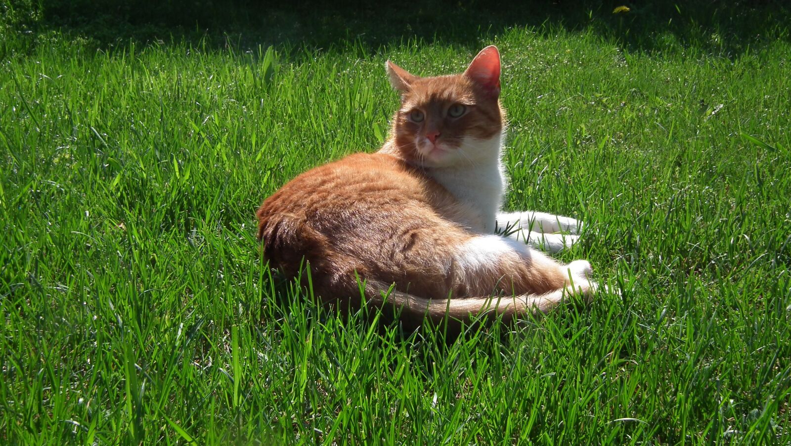 FujiFilm FinePix HS10 (FinePix HS11) sample photo. Cat, tomcat, pet photography