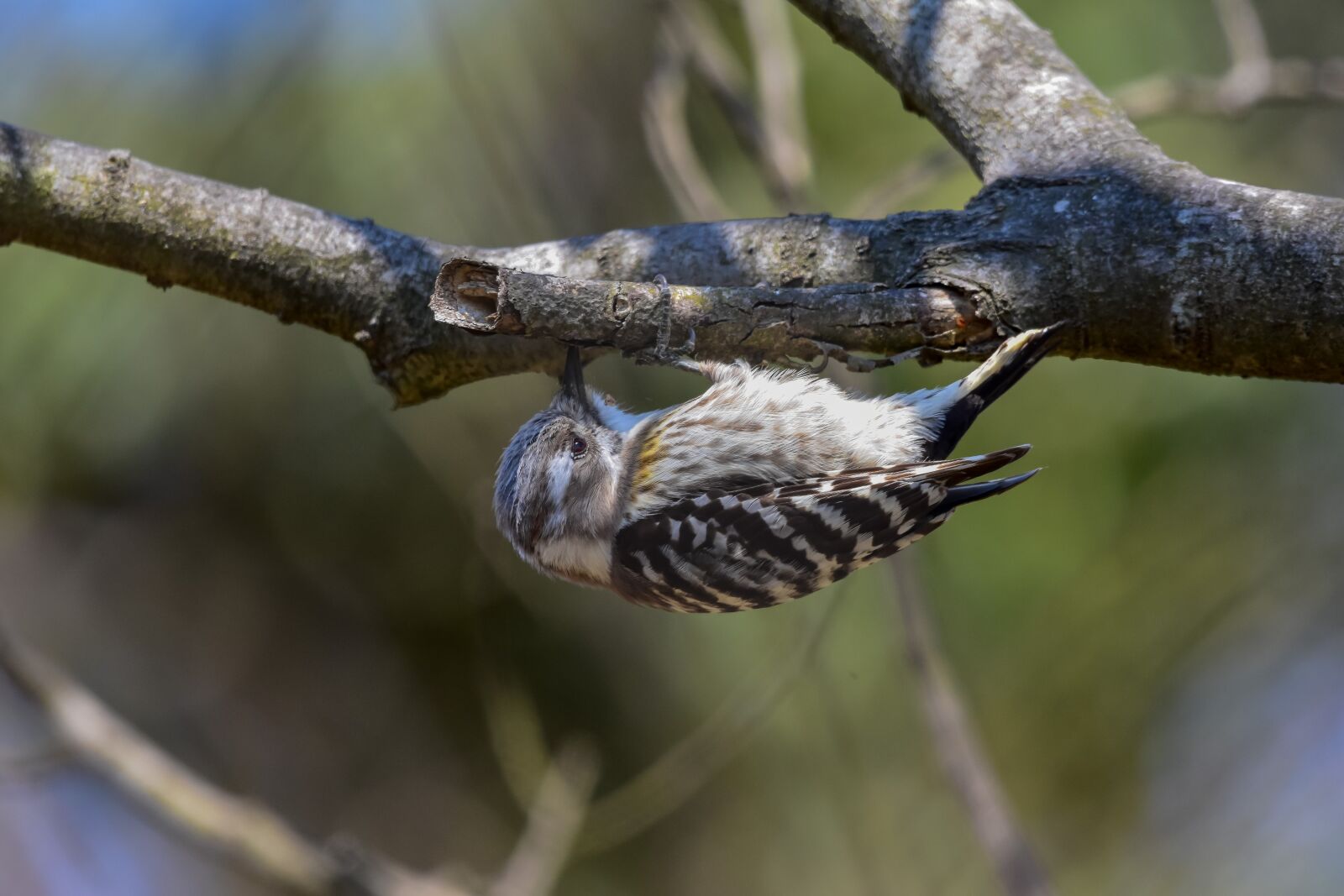 Nikon D7200 sample photo. Animal, forest, wood photography