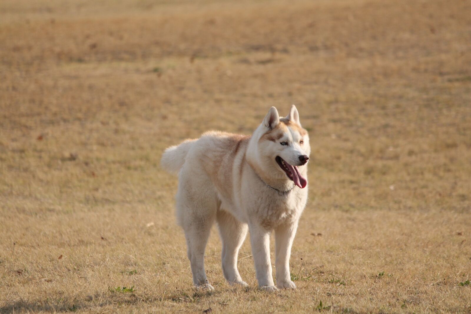 Canon EOS 1100D (EOS Rebel T3 / EOS Kiss X50) sample photo. Dog, husky light tan photography