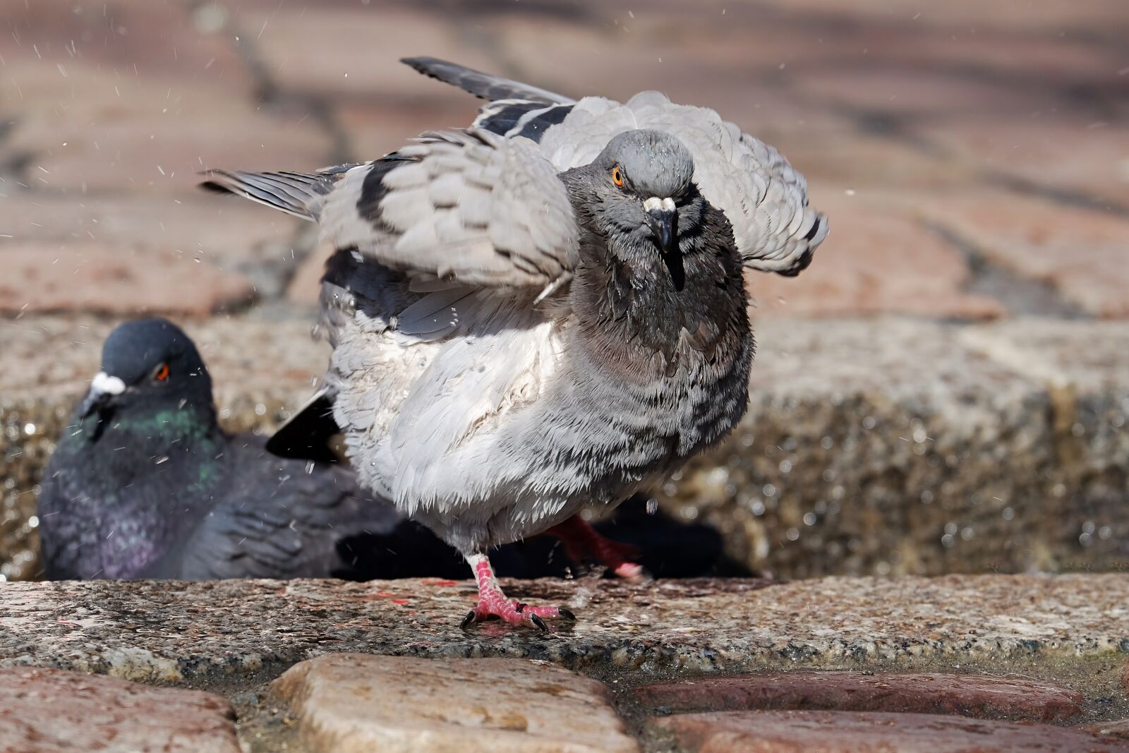 Fujifilm XF 55-200mm F3.5-4.8 R LM OIS sample photo. Dove, bird, animal photography