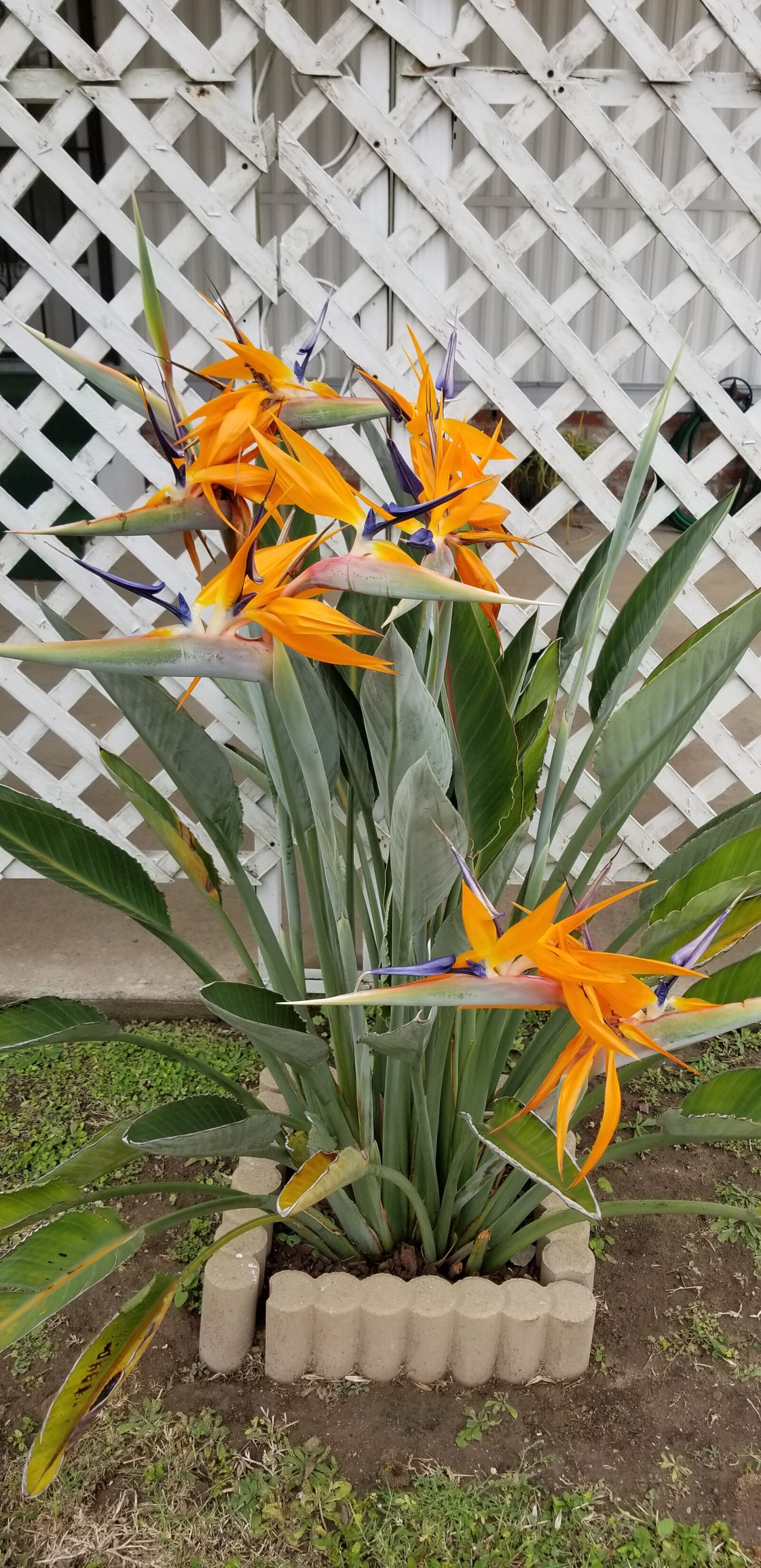 Samsung Galaxy S8 sample photo. Birds of paradise, orange photography