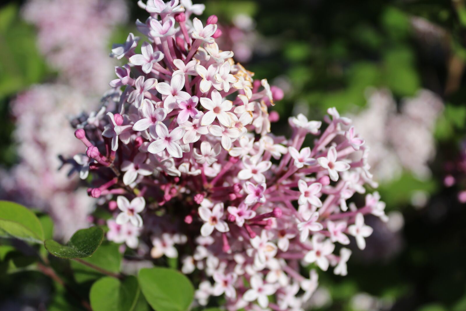Canon EOS 1300D (EOS Rebel T6 / EOS Kiss X80) sample photo. Lilac, pink, lilac flower photography
