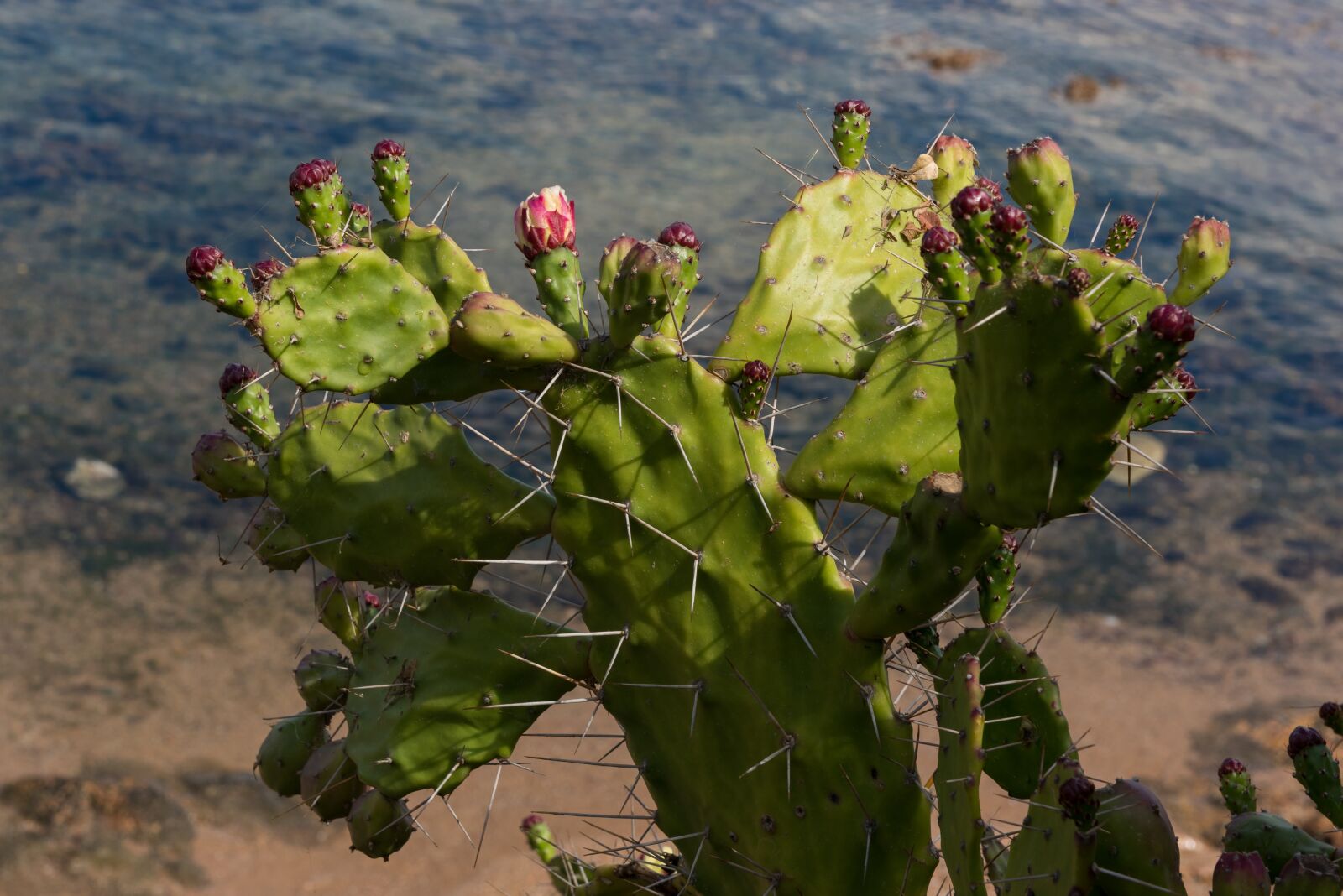 Nikon D810 sample photo. Prickly pear, plant, succulent photography
