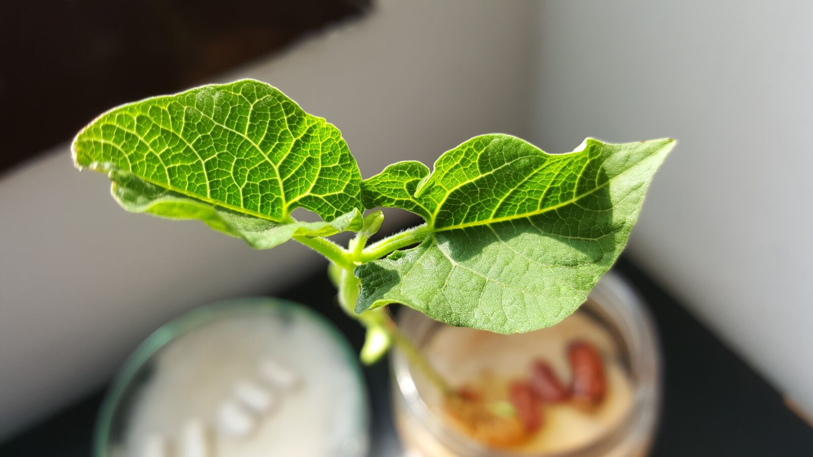 Samsung Galaxy Note5 sample photo. Leaves, bean, leaf photography