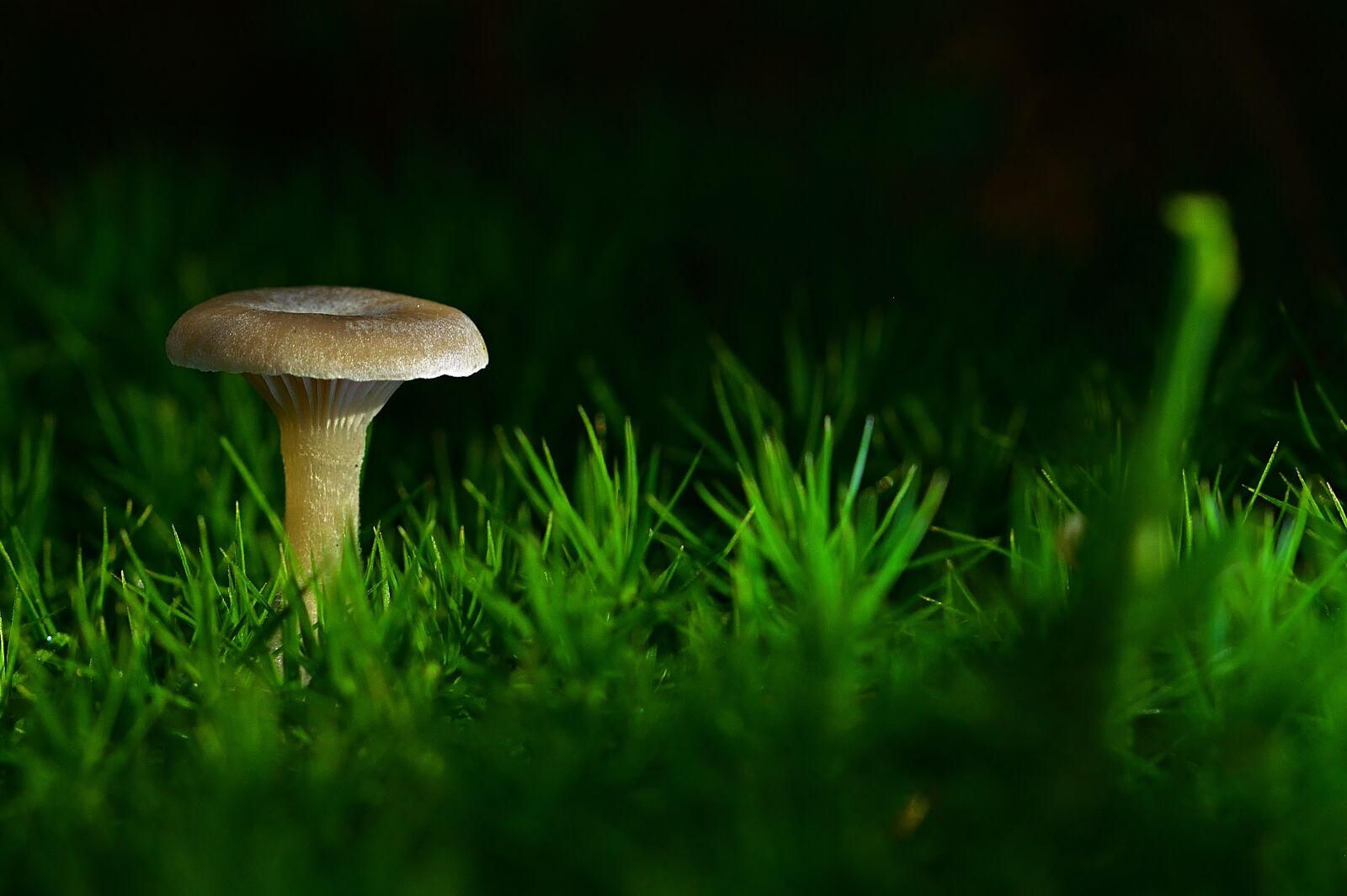Nikon D5200 sample photo. Nature, mushroom, moss photography