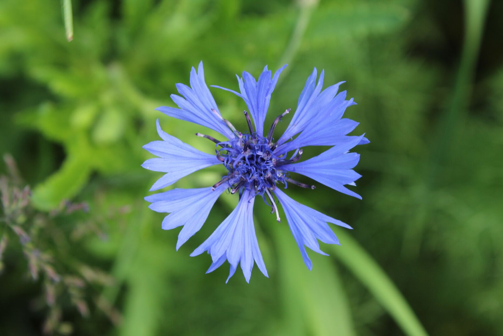 Canon EF-S 18-55mm F3.5-5.6 IS sample photo. Nature, summer, plant photography