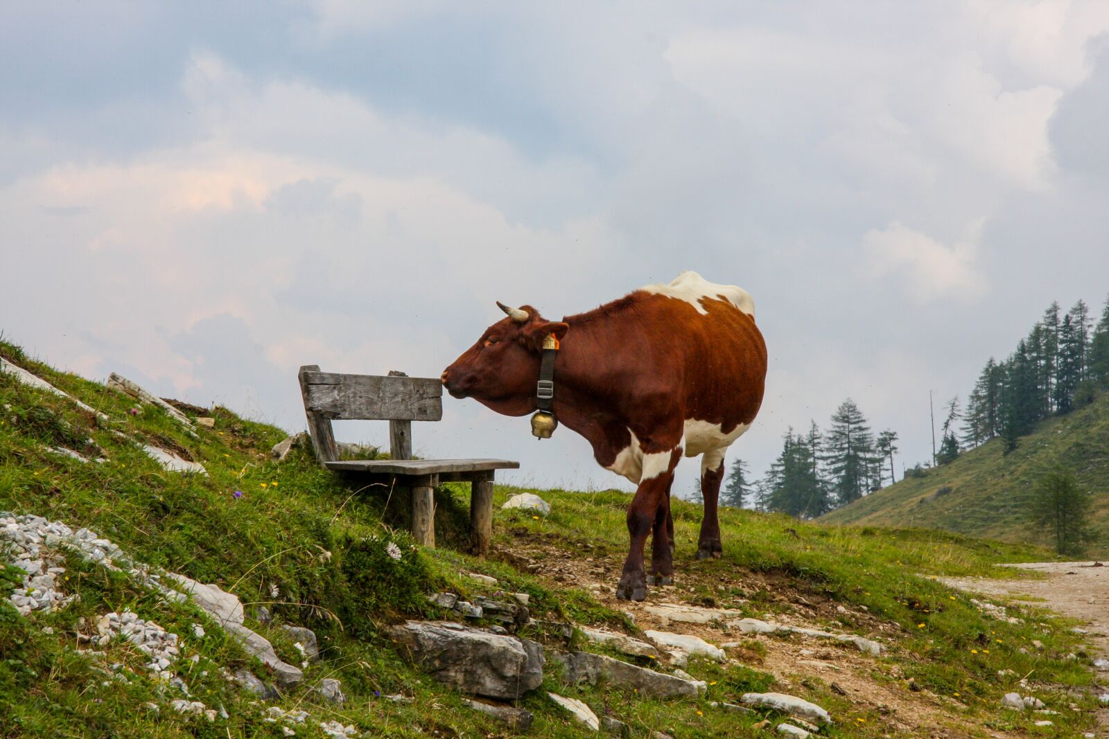 Canon EOS 40D + Canon EF-S 17-85mm F4-5.6 IS USM sample photo. Cow, alm, tyrol photography