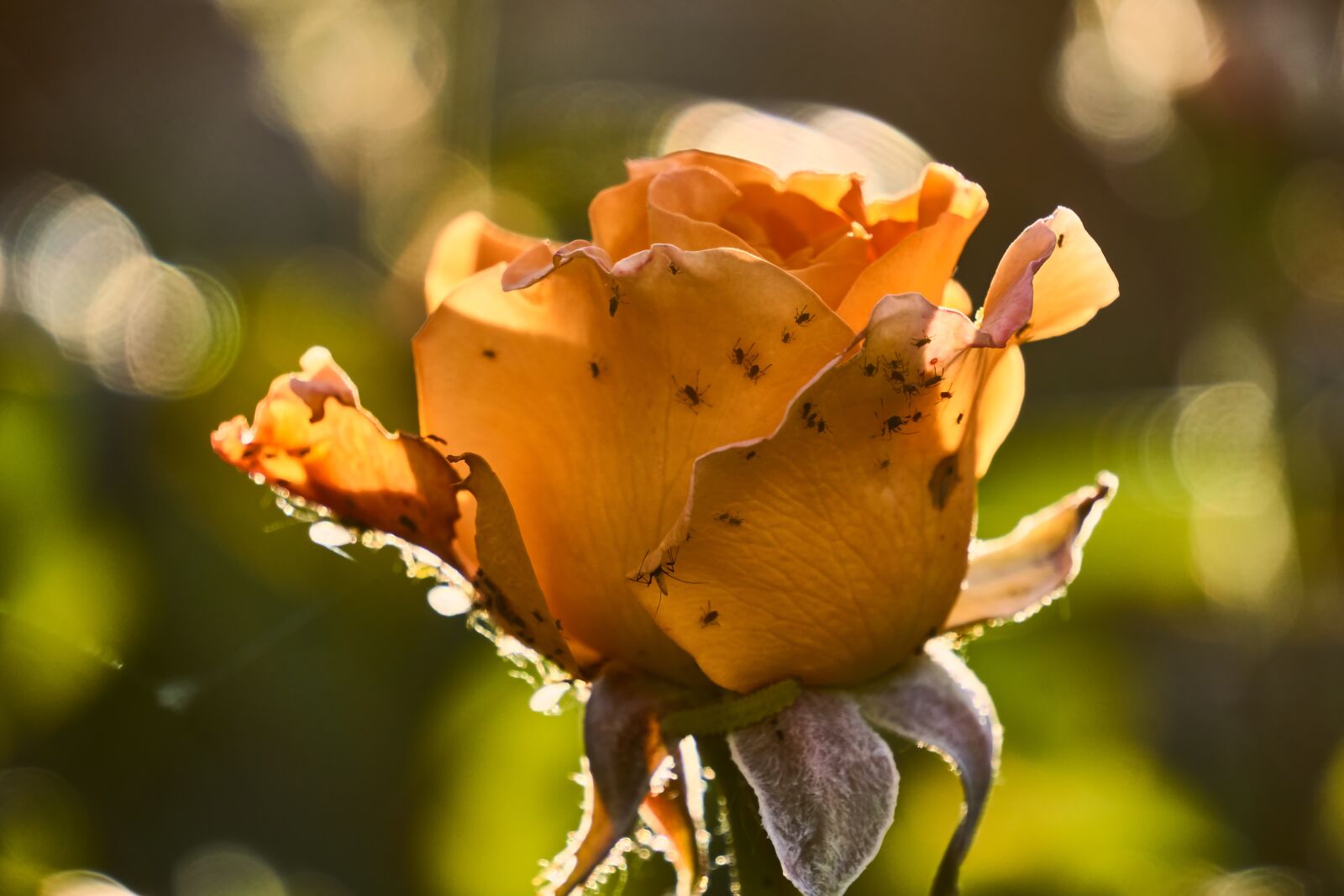 Sony E 55-210mm F4.5-6.3 OSS sample photo. Rose, smith, infestation photography