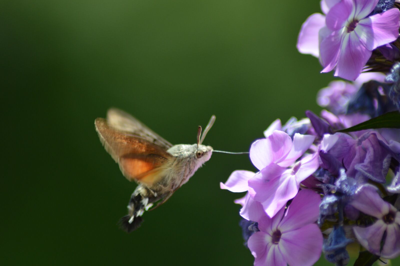 Nikon D3200 sample photo. Flower, butterfly, green photography