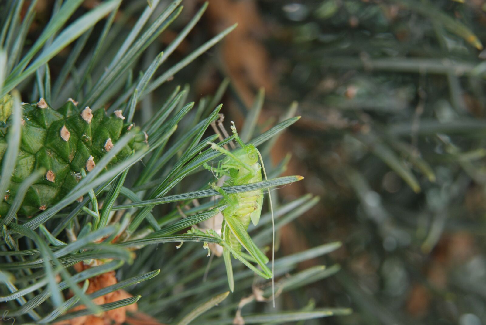 Nikon D80 sample photo. Nature, animals, grasshopper photography