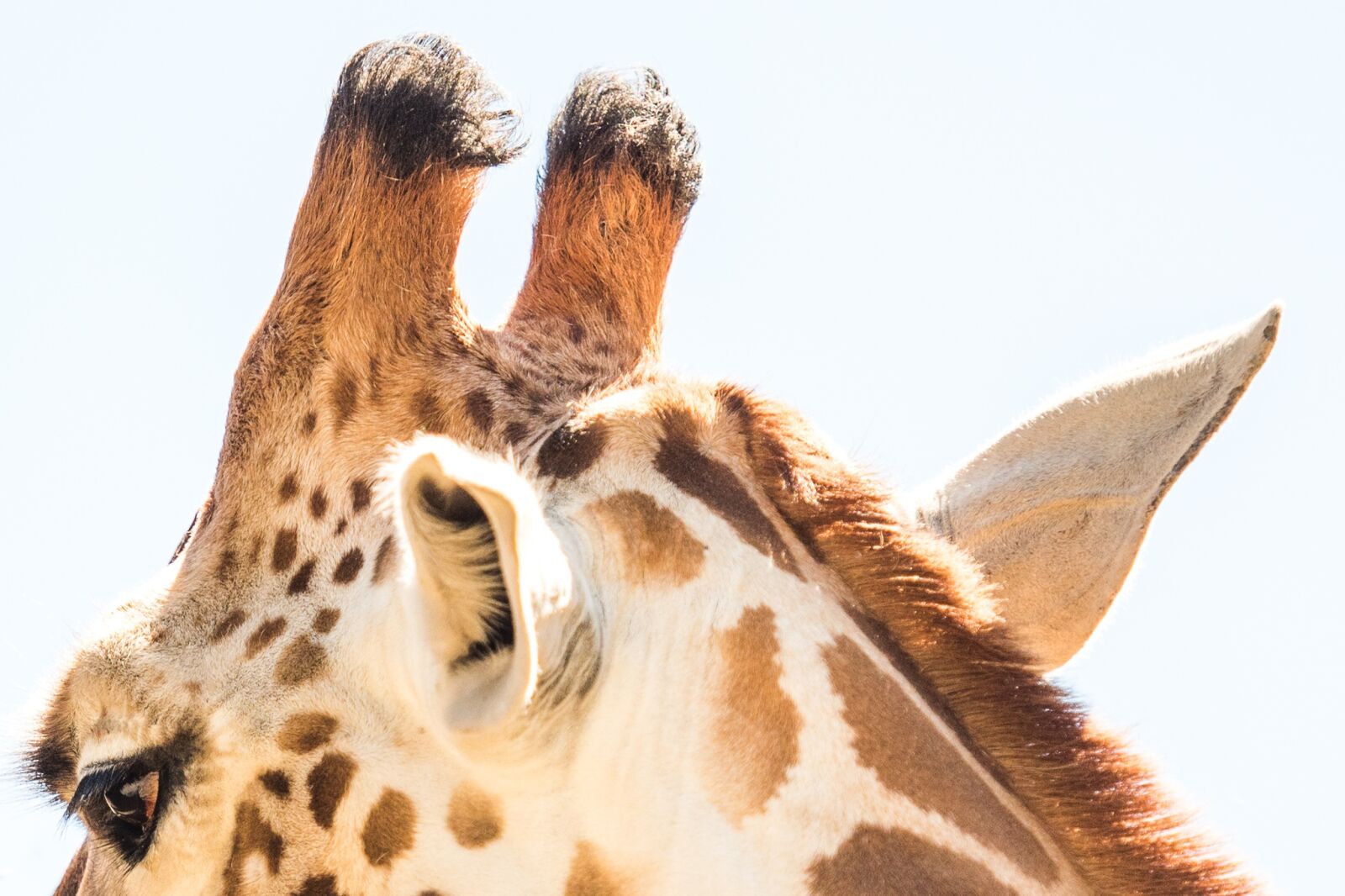 Nikon D750 sample photo. Giraffe, animal, zoo photography