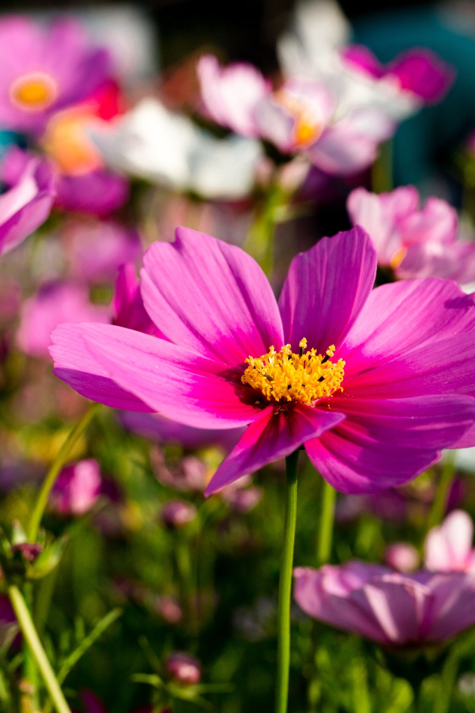 Canon EOS 5D Mark III sample photo. Nature, flower, plant photography