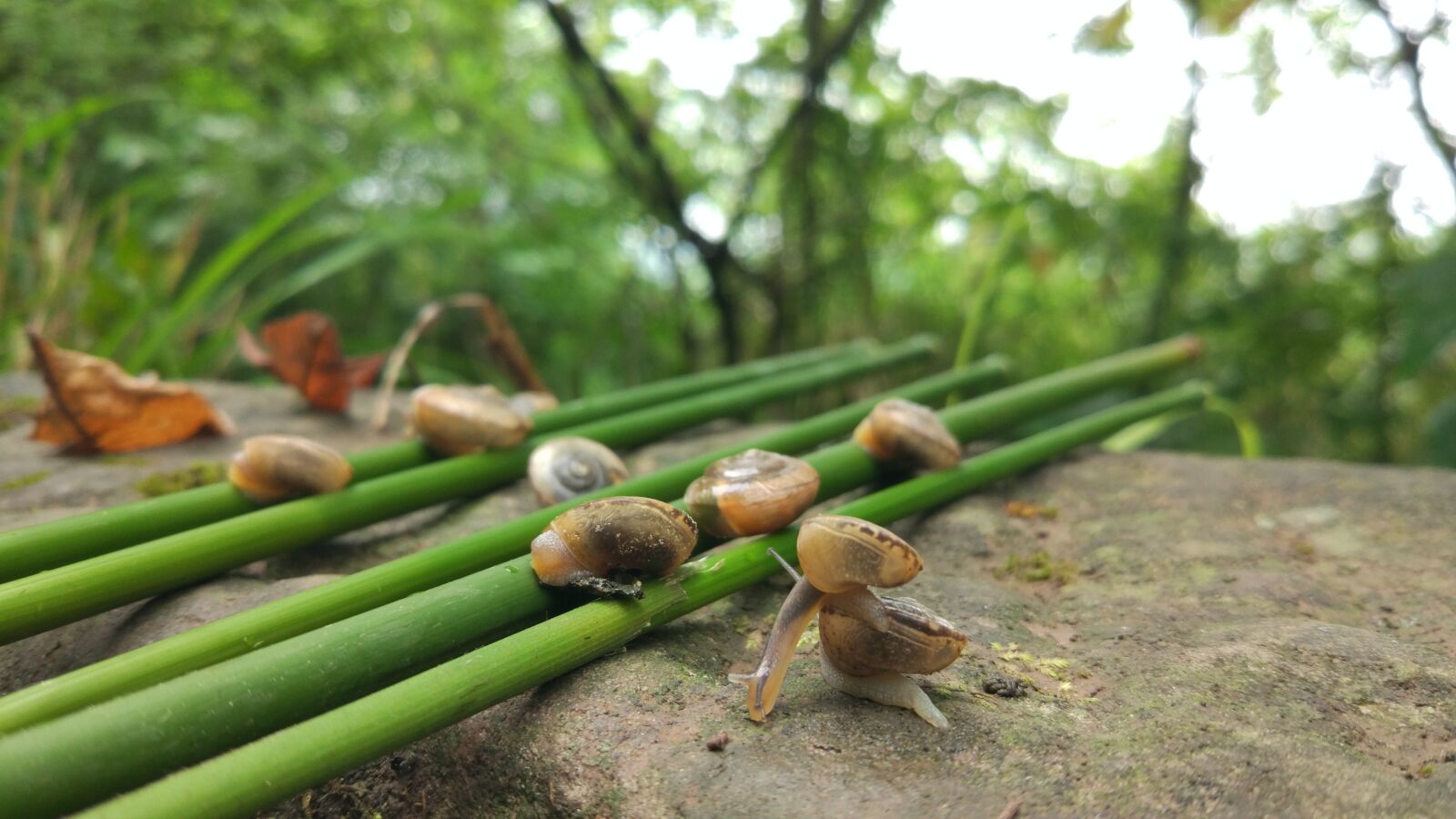 Xiaomi MI 5 sample photo. Nature, food, leaf photography