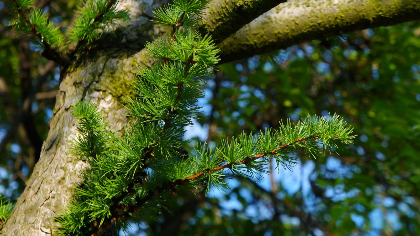Sony Alpha a3000 + Sony E 18-55mm F3.5-5.6 OSS sample photo. Nature, plants, sprig photography
