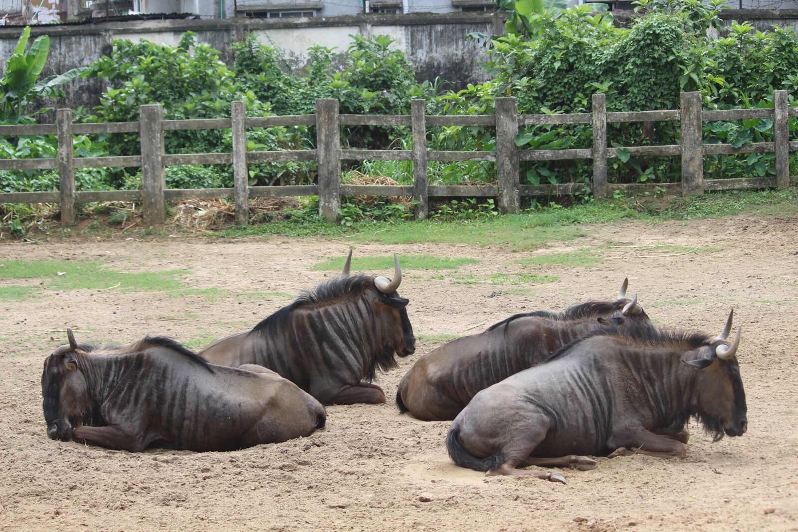 Canon EOS 700D (EOS Rebel T5i / EOS Kiss X7i) sample photo. Nature, mammal, animal photography