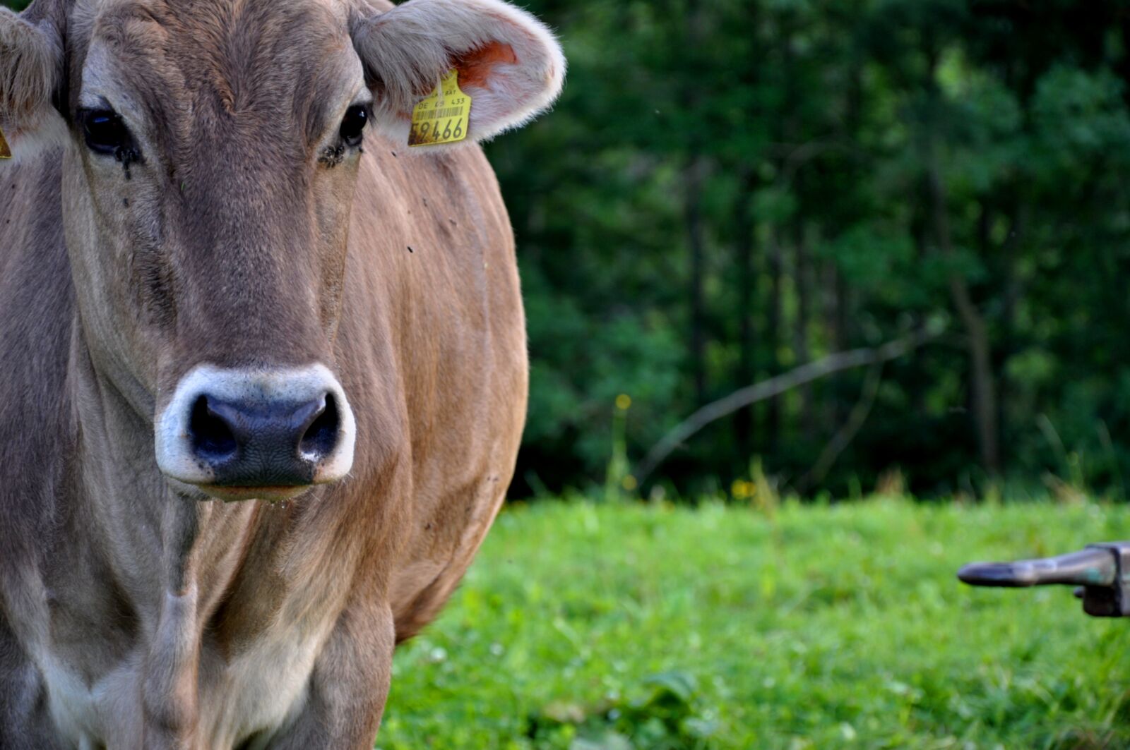 Nikon D90 sample photo. Cow, brown, livestock photography