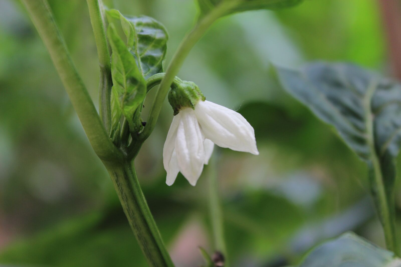 Canon EOS 600D (Rebel EOS T3i / EOS Kiss X5) sample photo. Pepper flower, green, vegetable photography
