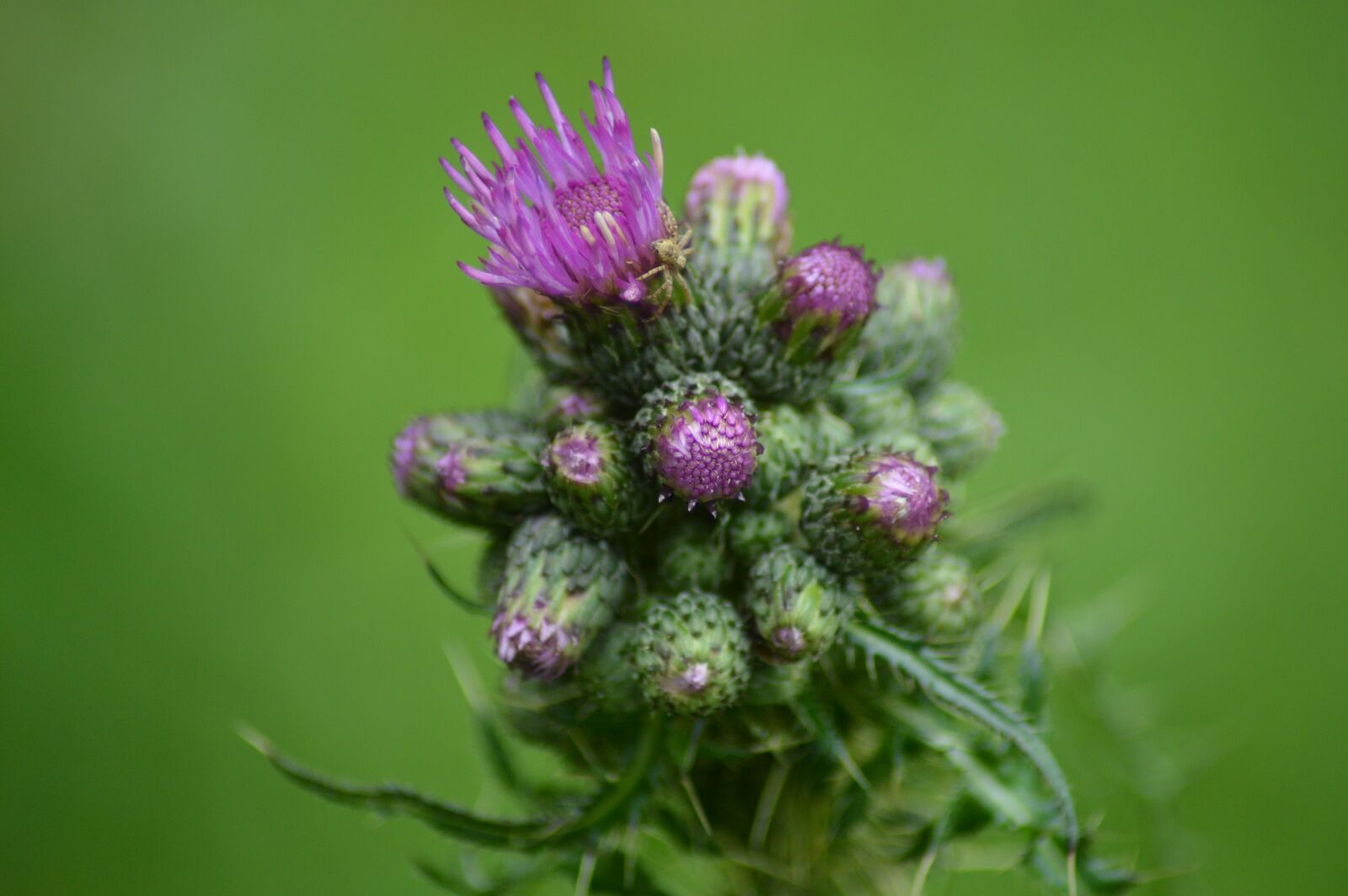 Nikon D3200 sample photo. Diestel, macro, purple photography