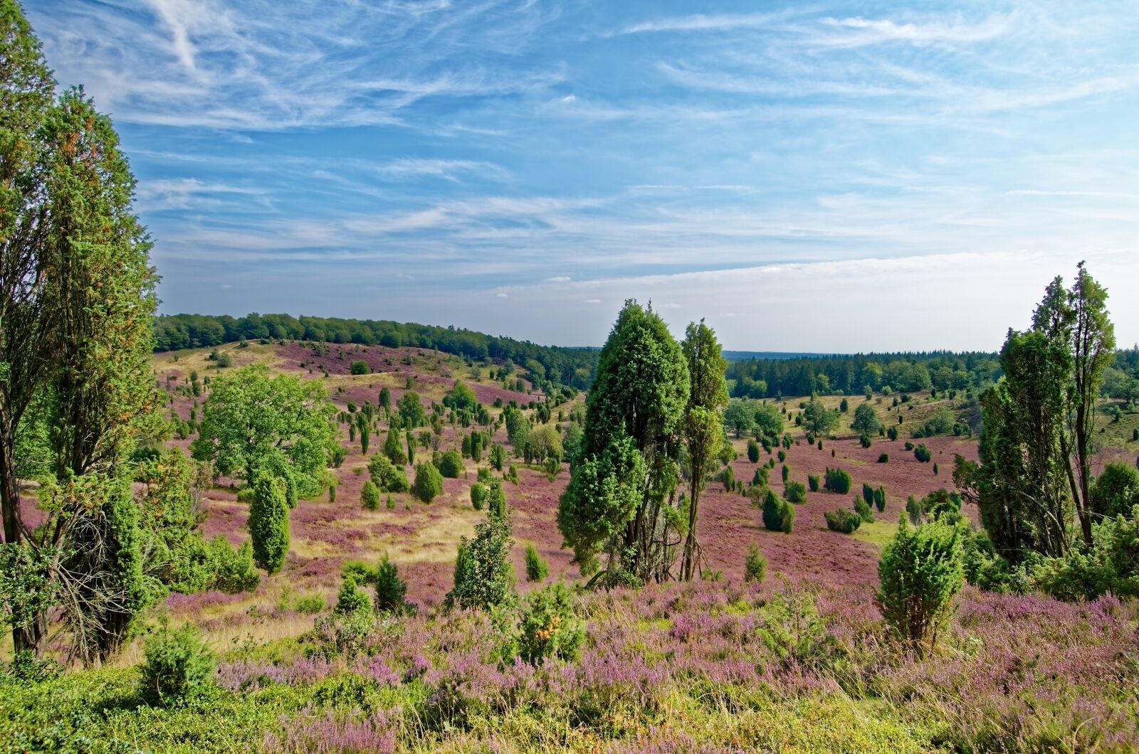 Nikon D7000 sample photo. Germany, l neburg heath photography