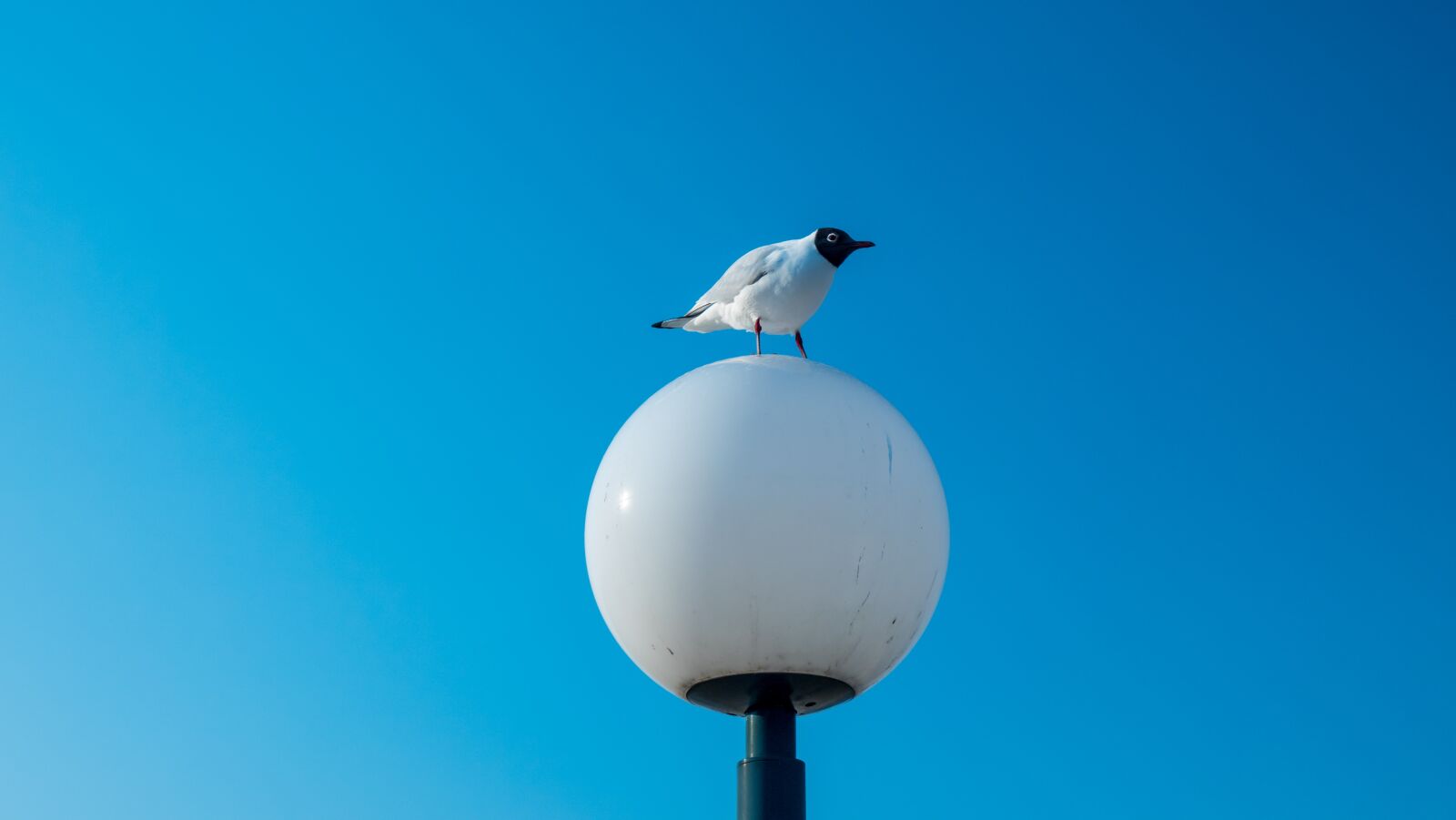 Sony Cyber-shot DSC-RX10 IV sample photo. Seagull, black-headed gull, bird photography