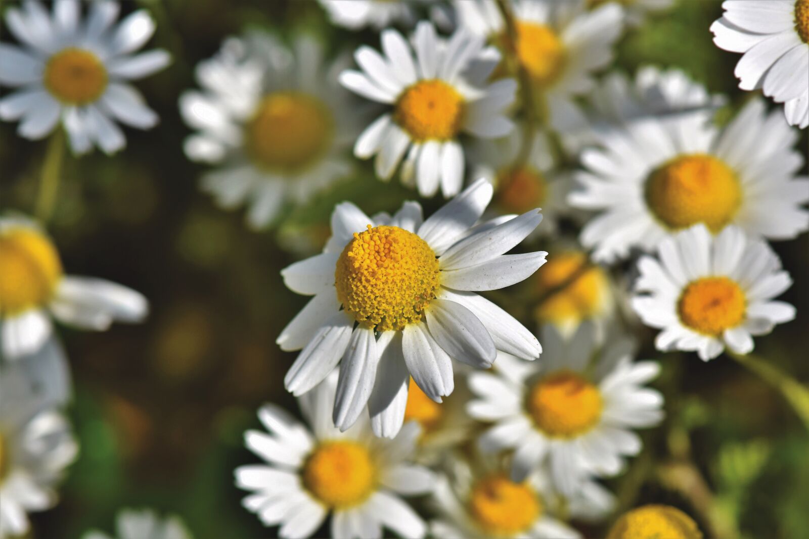 Nikon D7200 sample photo. Margarite, flower, blossom photography