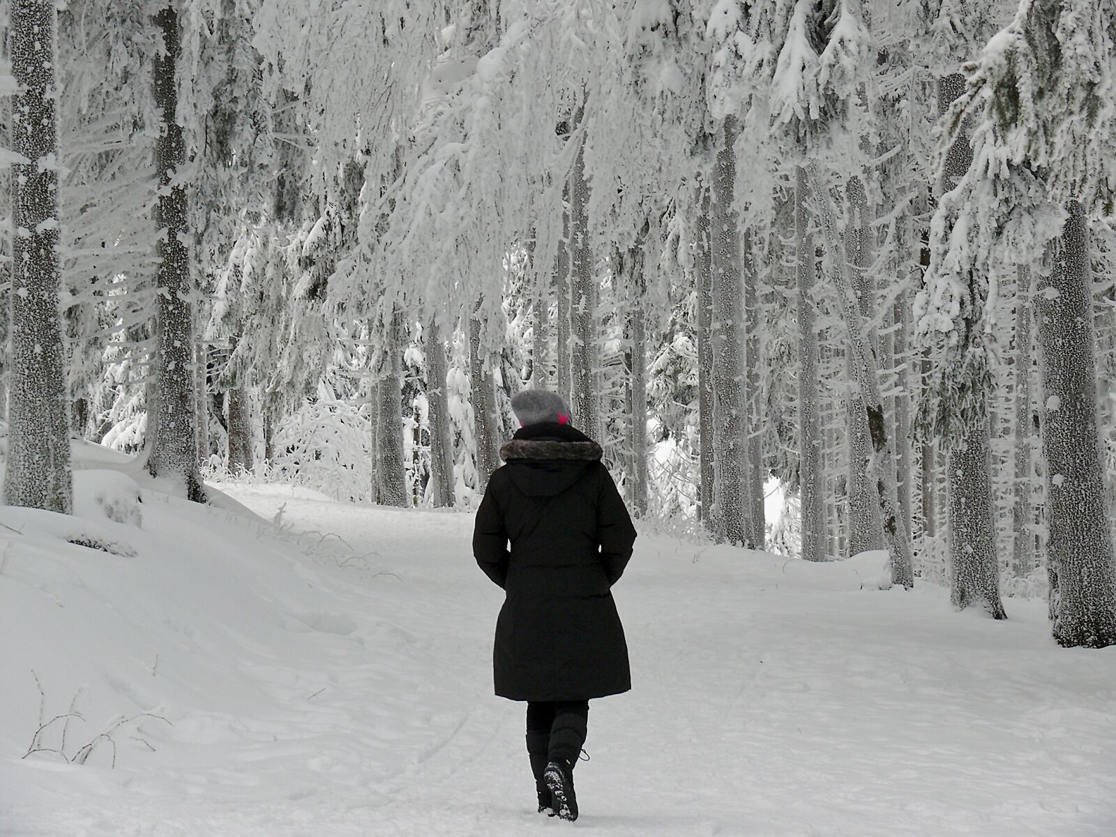 Leica V-LUX 1 sample photo. Winter, the winter's tale photography