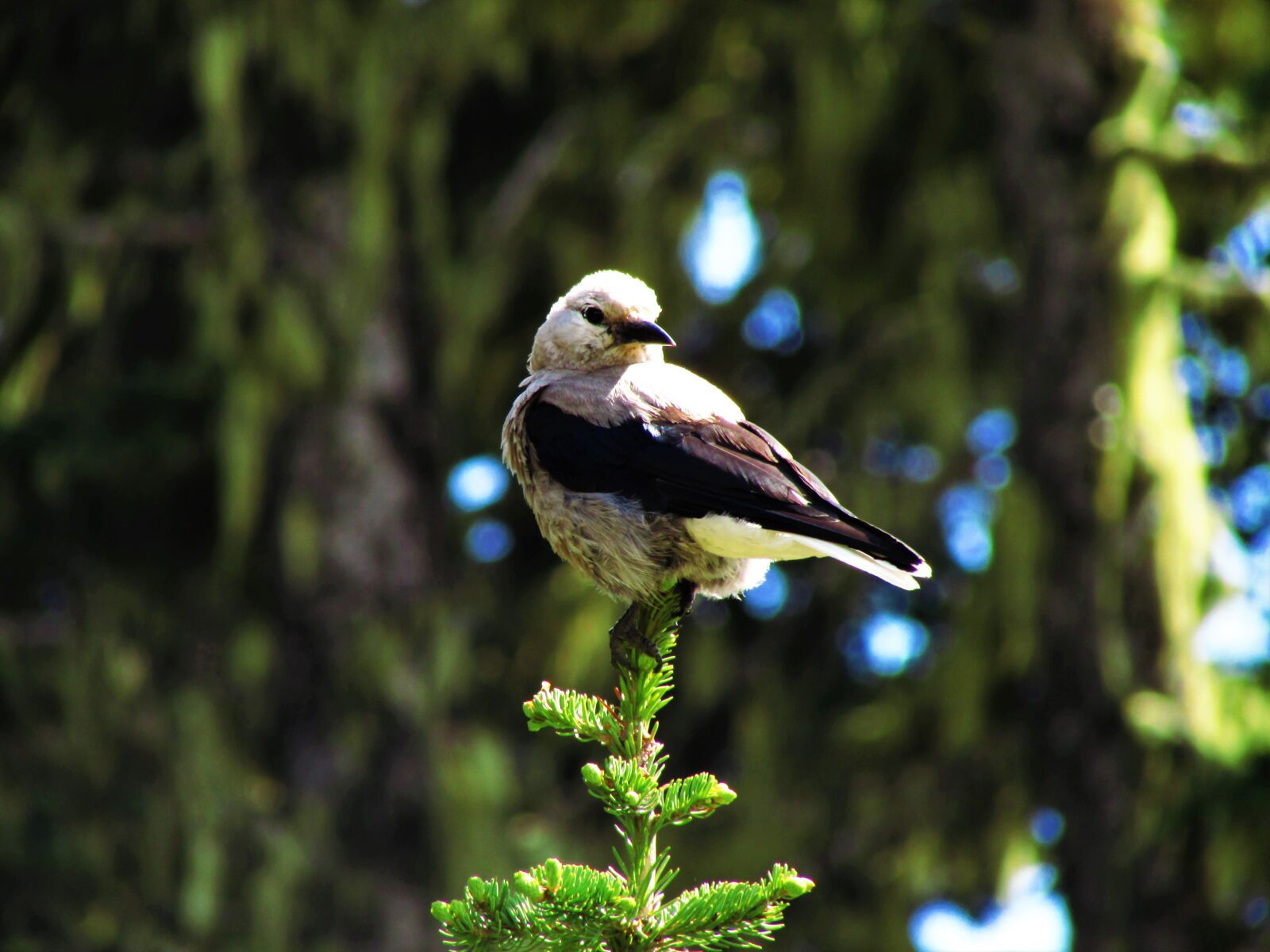 Canon PowerShot SX500 IS sample photo. Clark's nutcracker, nutcracker, clark's photography
