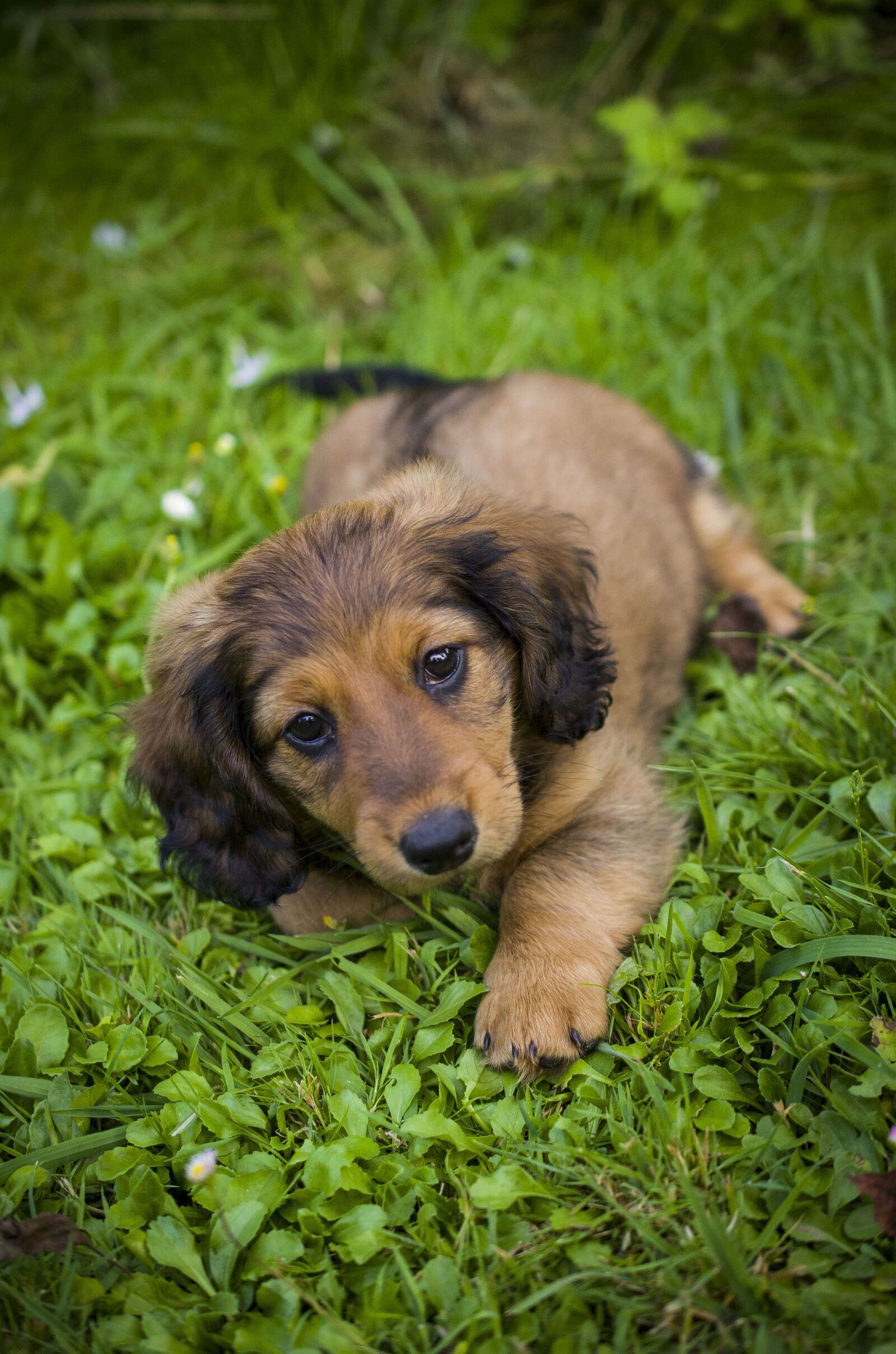Nikon D7000 sample photo. Dachshund, puppy, grass photography