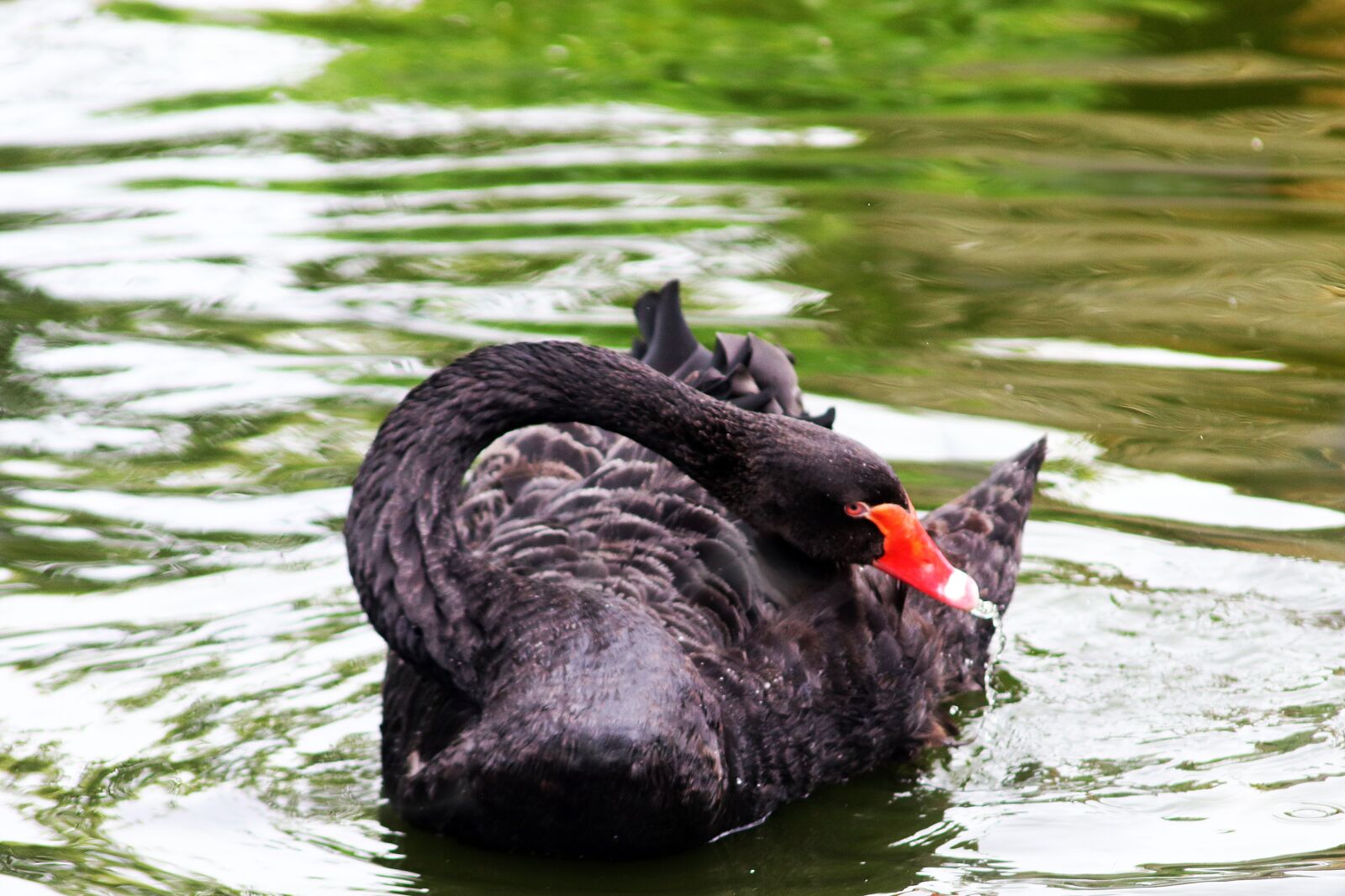 Canon EOS 200D (EOS Rebel SL2 / EOS Kiss X9) sample photo. Black, swan, summer photography