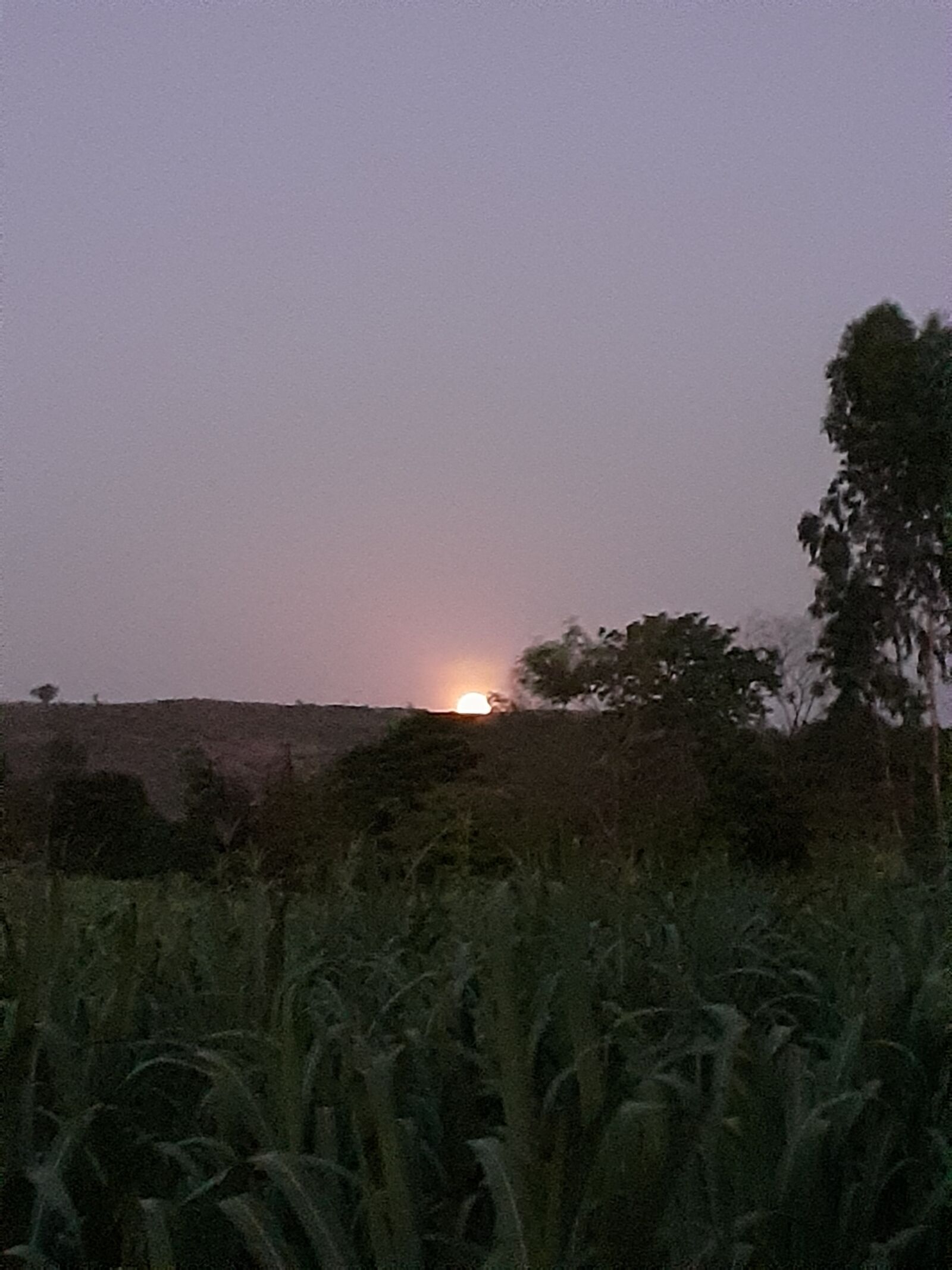 Samsung SM-M205F sample photo. Moon, twilight, trees photography
