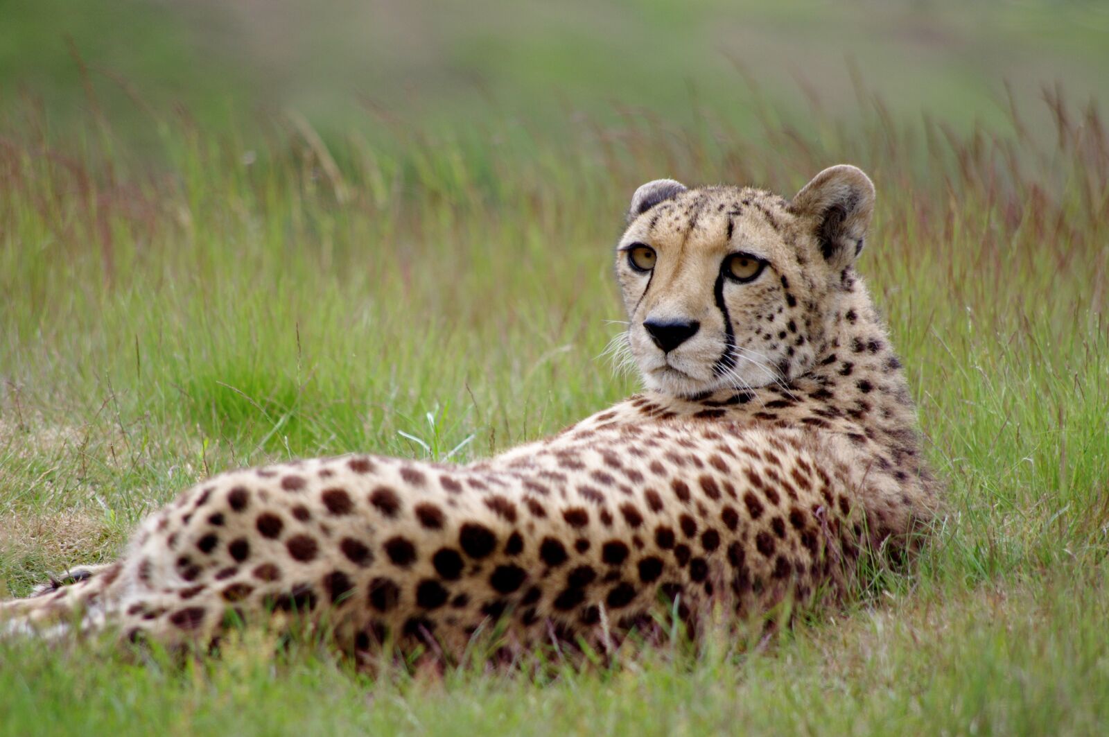 Pentax K-x sample photo. Feline, cheetah, leopard photography