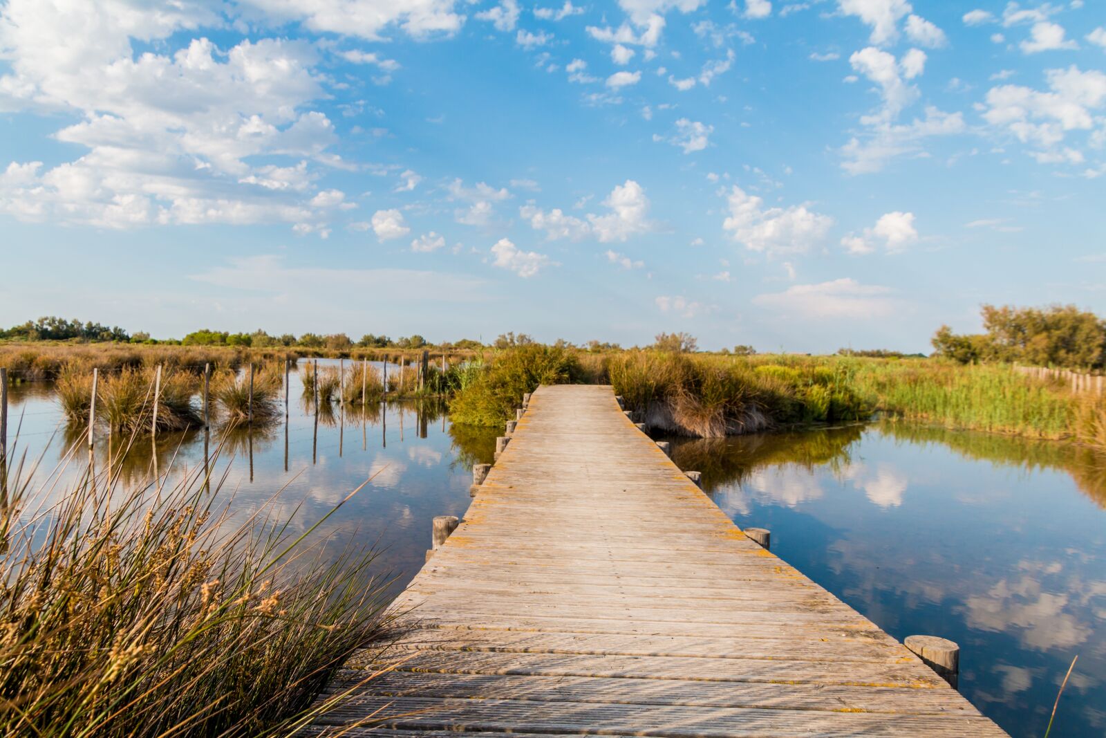 Canon EOS 70D sample photo. Web, nature, camargue photography