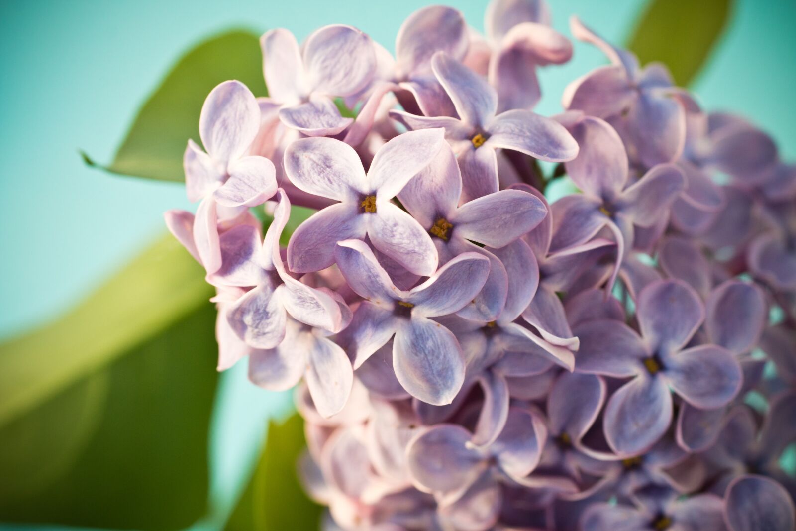 Canon EOS 70D + Canon EF 50mm F2.5 Macro sample photo. Lilac, syringa, bush photography
