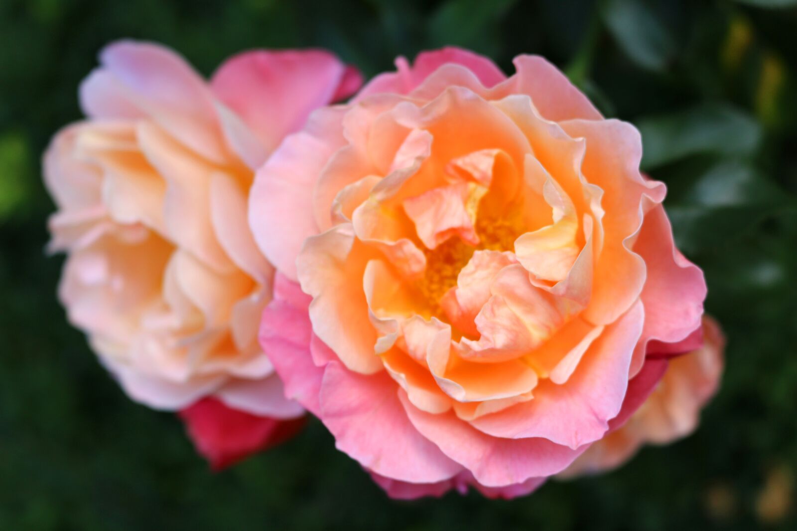 Canon EOS 700D (EOS Rebel T5i / EOS Kiss X7i) sample photo. Pink roses, rose flower photography