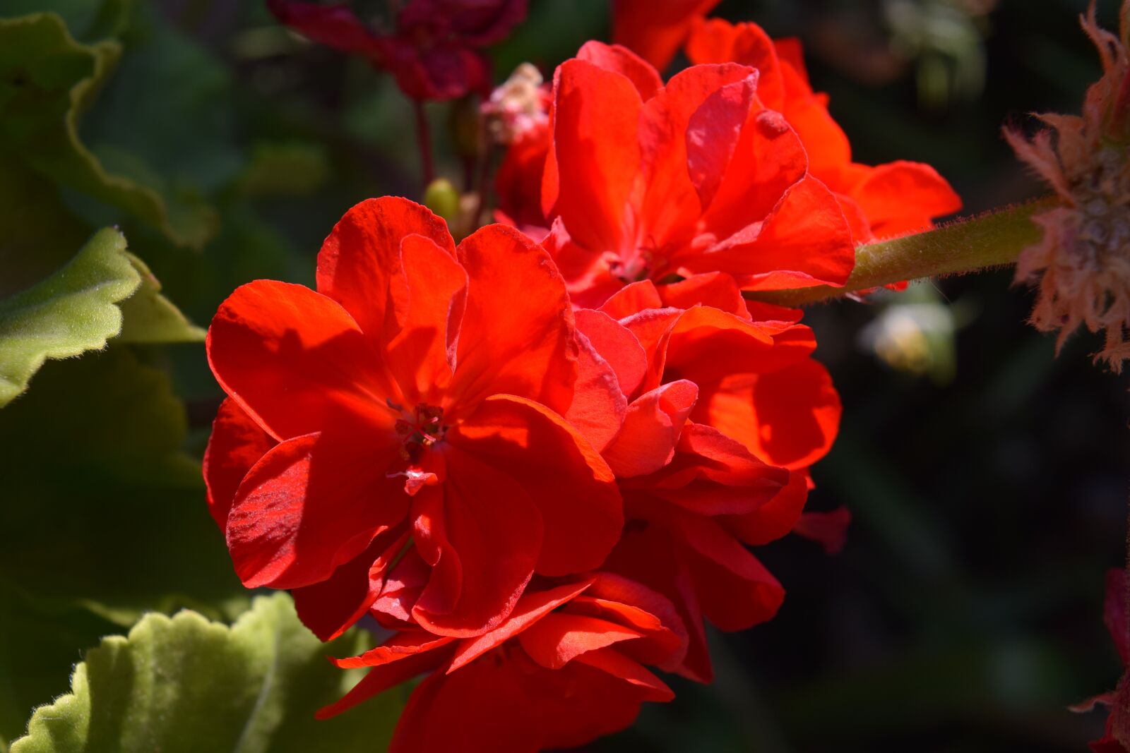 Nikon D3300 sample photo. Red, violets, flower photography