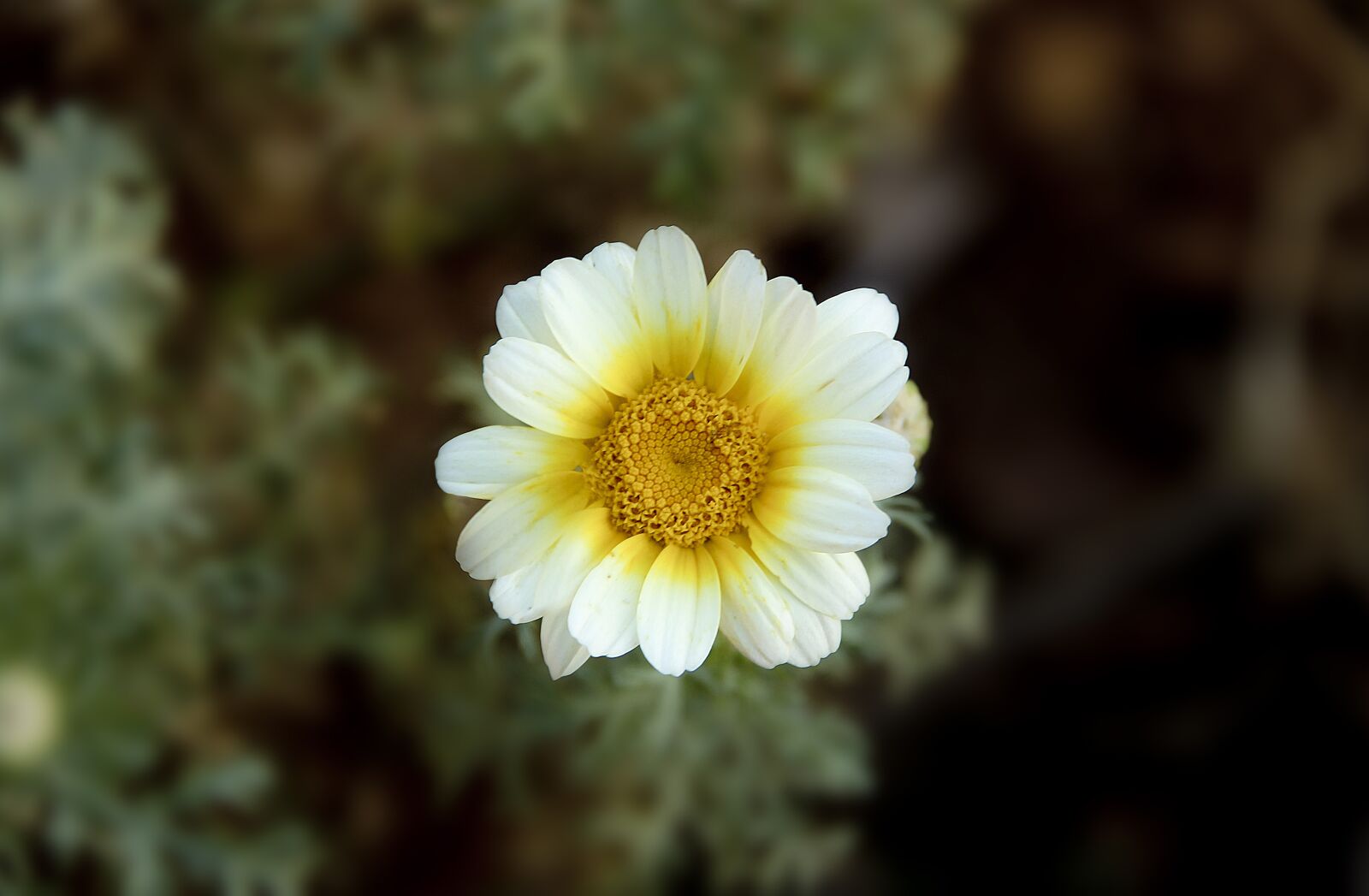 Canon EOS 600D (Rebel EOS T3i / EOS Kiss X5) sample photo. White, yellow, petal photography