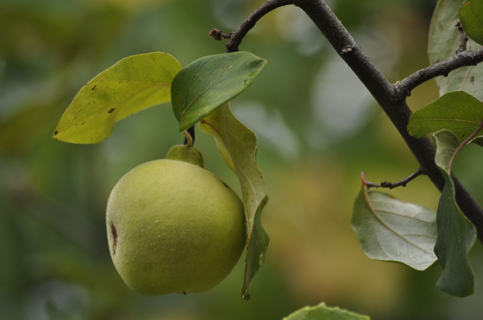 Nikon D90 sample photo. Quince, tree, branch photography