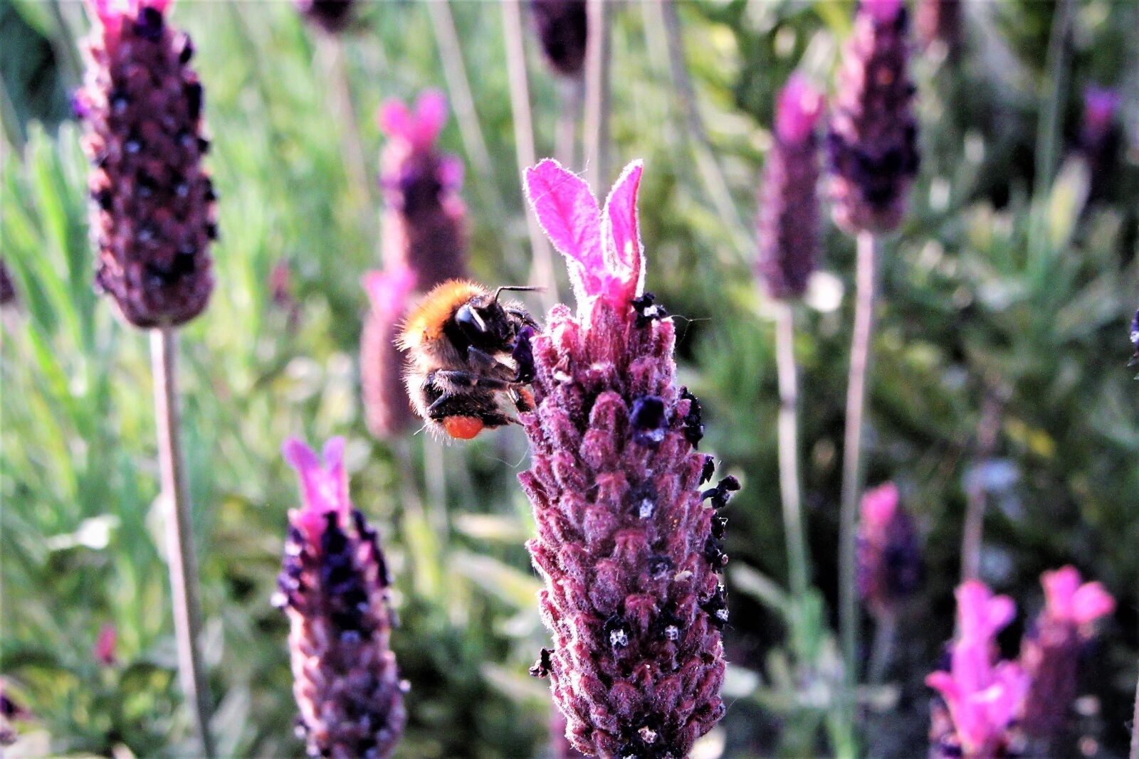 Canon PowerShot SX610 HS sample photo. Bumblebee, pollen, flower photography