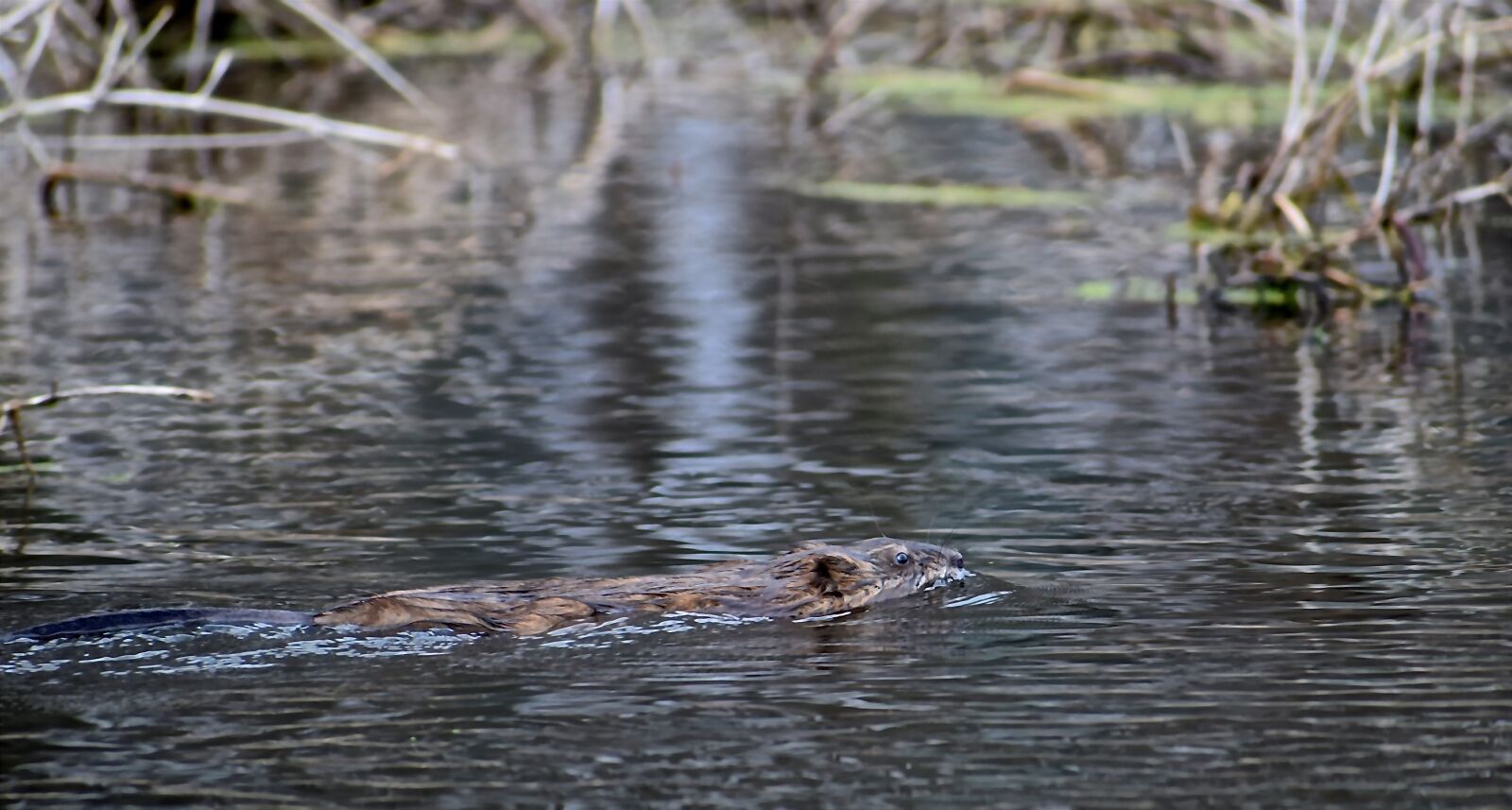 Nikon D3300 sample photo. Muskrat, nature, river photography