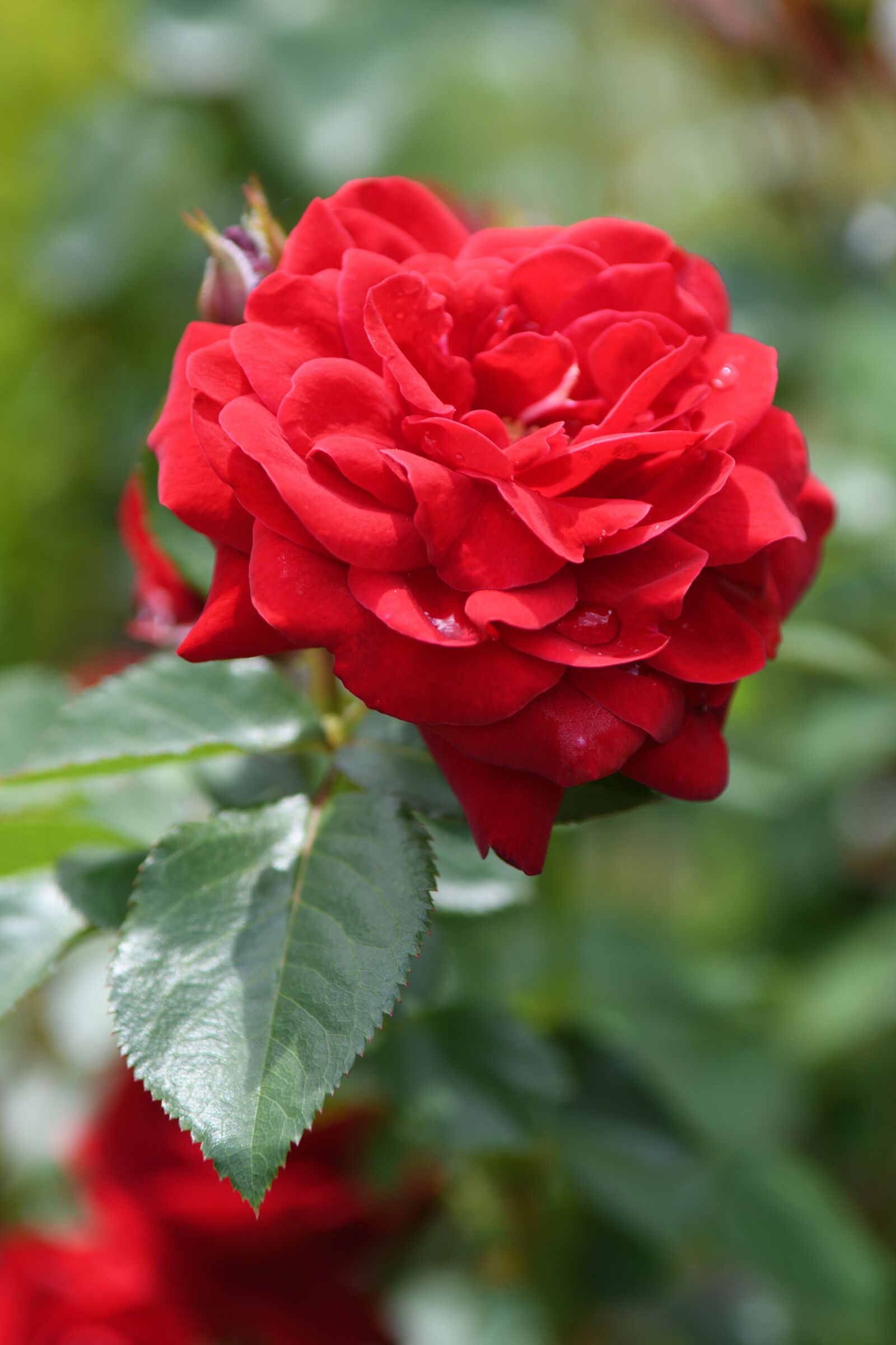 Nikon D500 sample photo. Rose, blooms, red photography