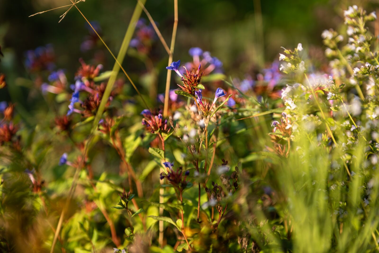 Nikon D750 sample photo. Meadow, flowers, grass photography