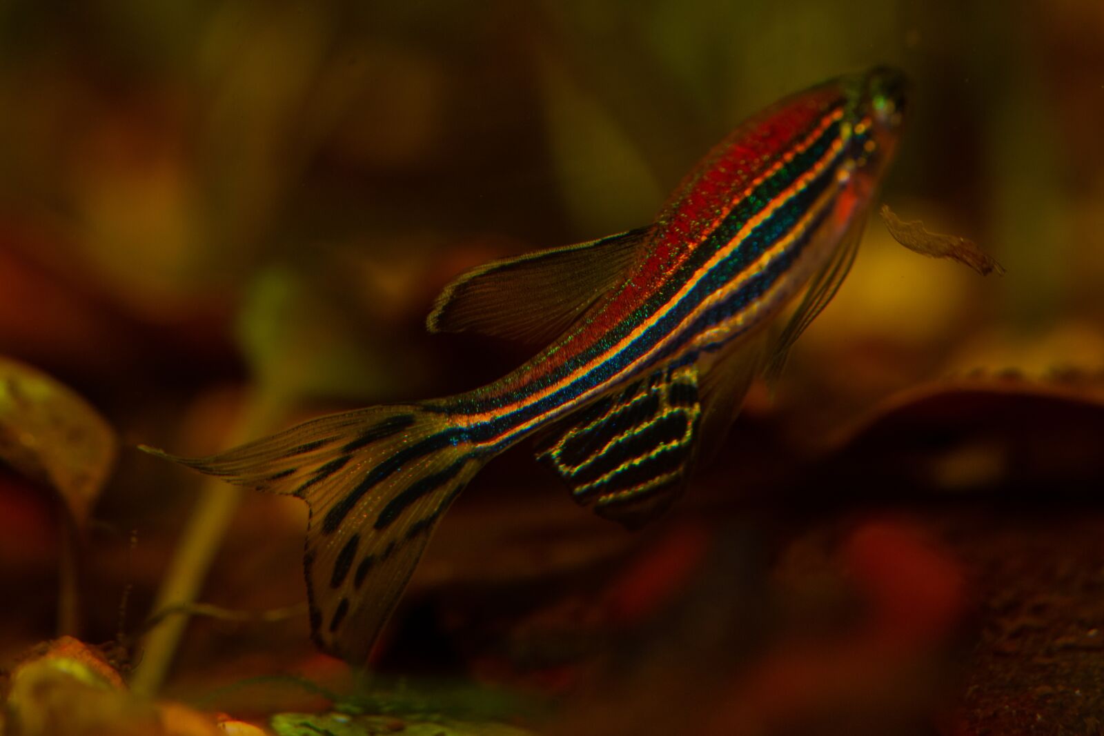 Nikon D7500 sample photo. Danio rerio, zebrafish, small photography