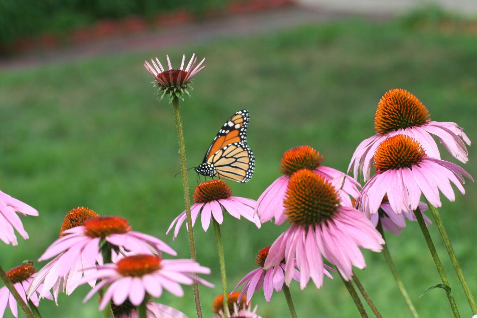 Canon EOS 350D (EOS Digital Rebel XT / EOS Kiss Digital N) sample photo. Cone flower, monarch, summer photography