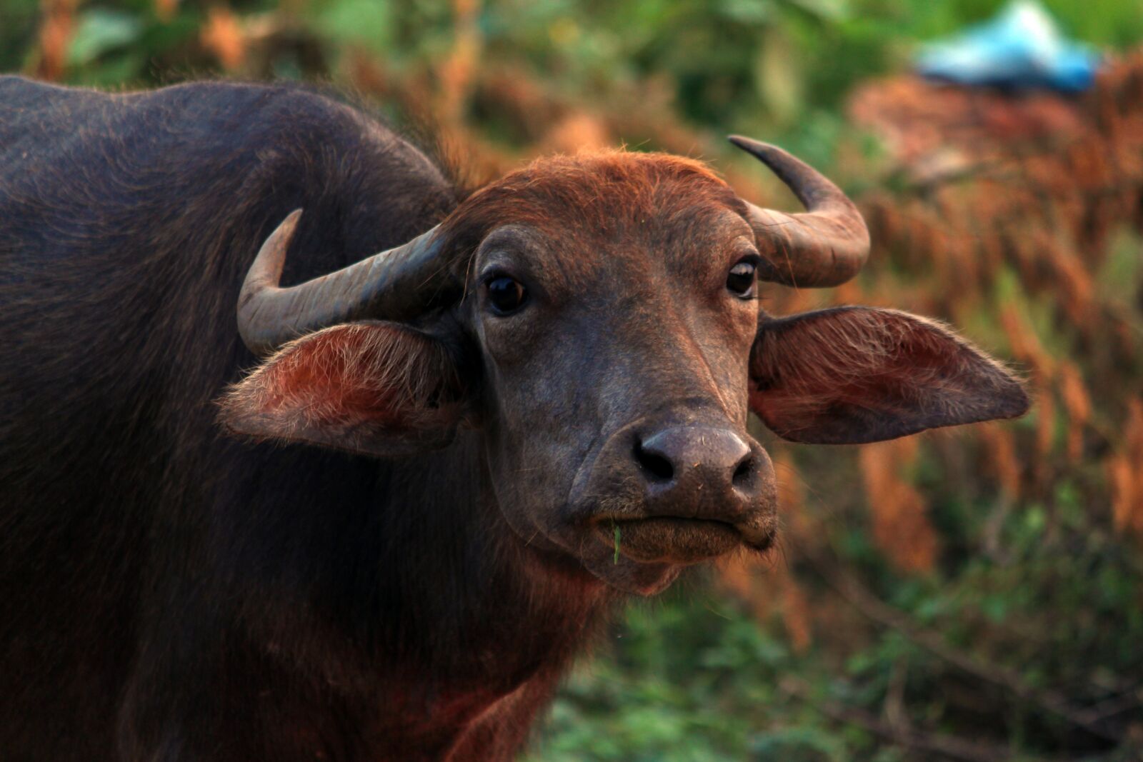 Canon EOS 700D (EOS Rebel T5i / EOS Kiss X7i) sample photo. Animal, beautiful, wildlife photography