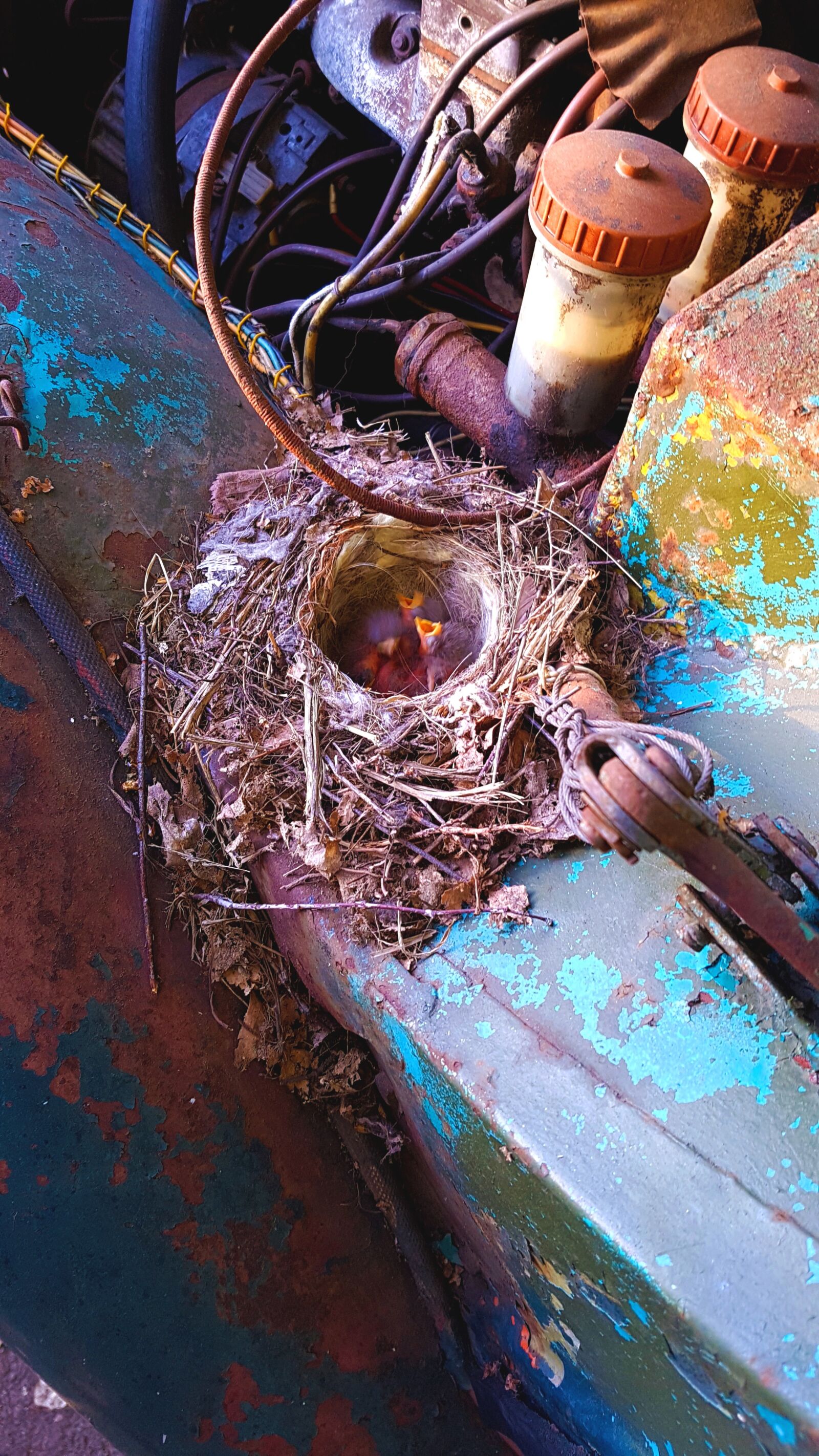 Samsung Galaxy S7 sample photo. Nest, chicks, car photography