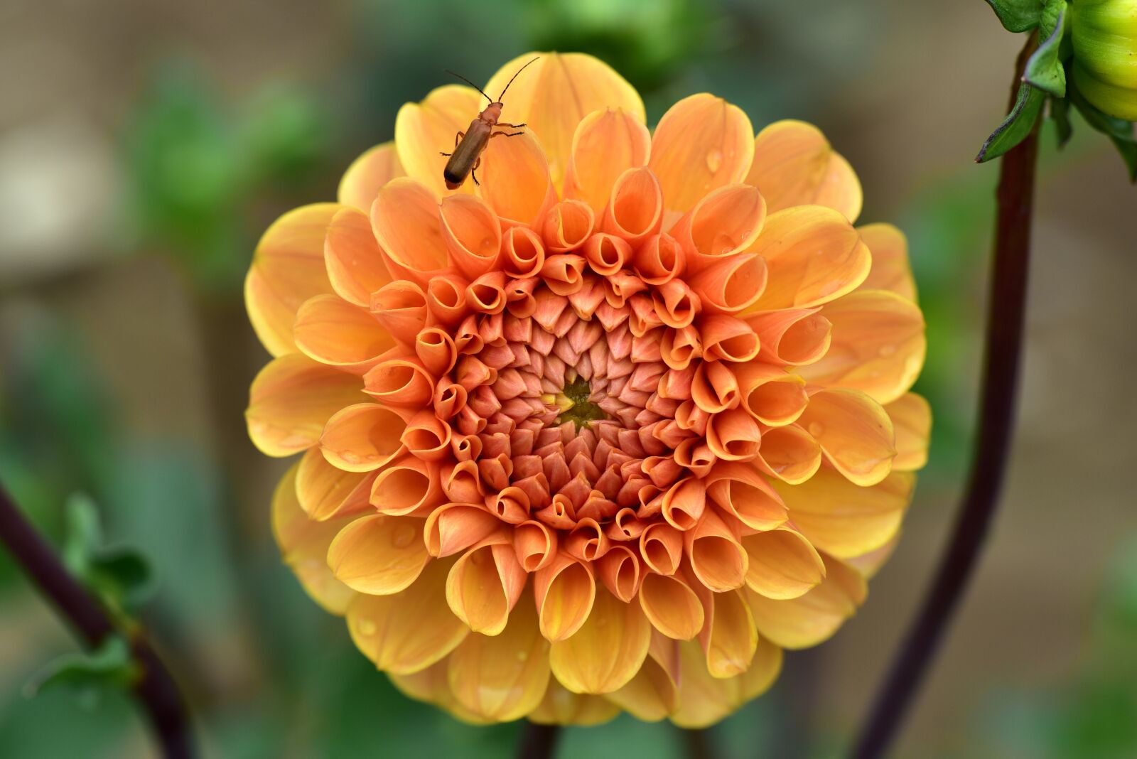Nikon D750 sample photo. Dahlia, blossom, bloom photography