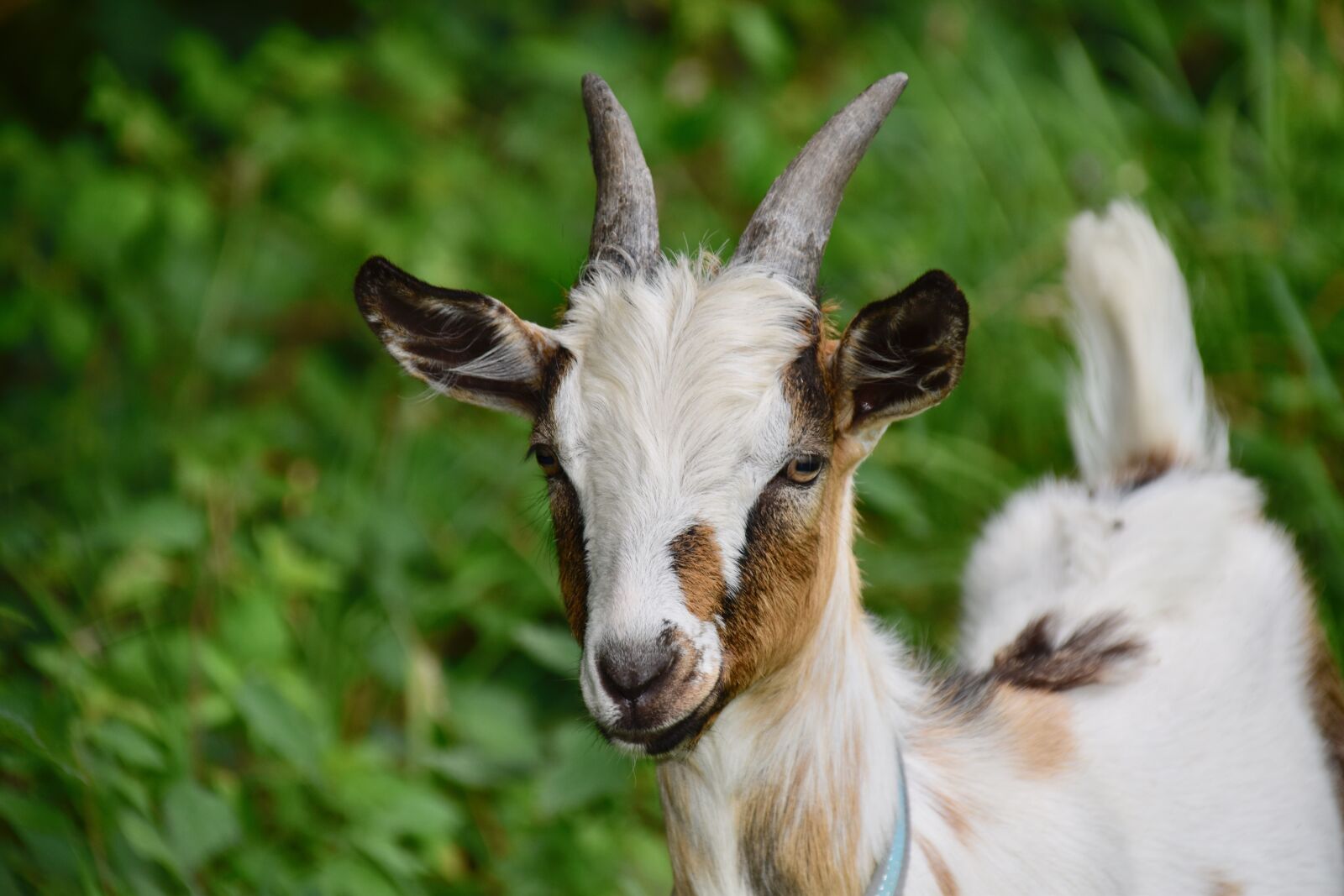 Nikon D5600 sample photo. Goat, goat p pito photography