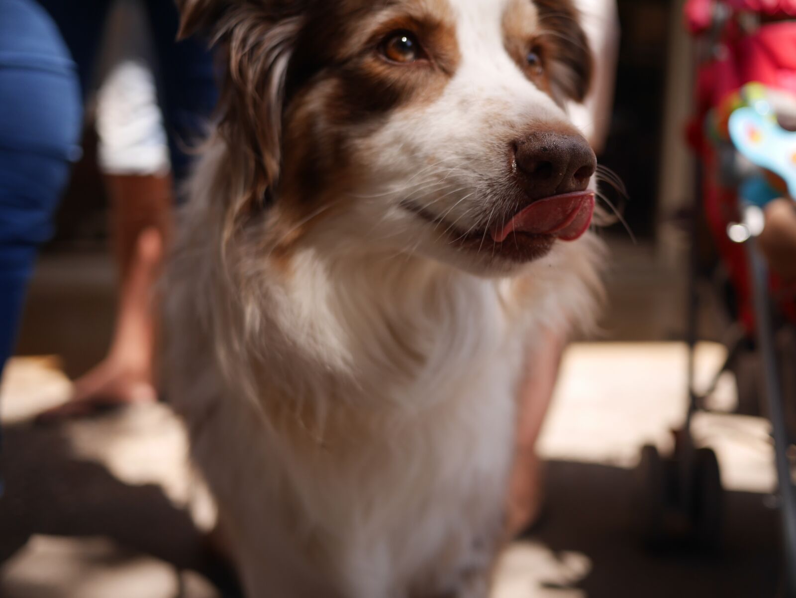 Panasonic Lumix DMC-GX7 sample photo. Dog, lick, border coli photography