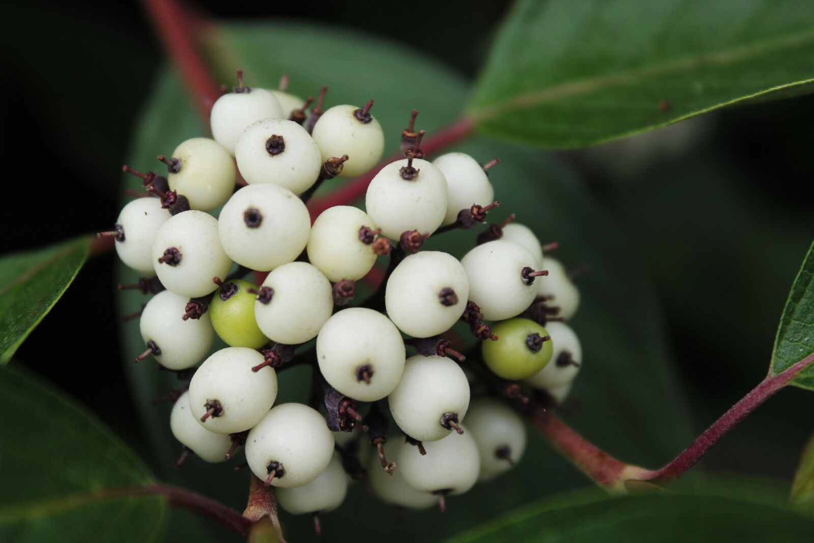 Canon EOS 1100D (EOS Rebel T3 / EOS Kiss X50) sample photo. Berries, fruit, fruits photography