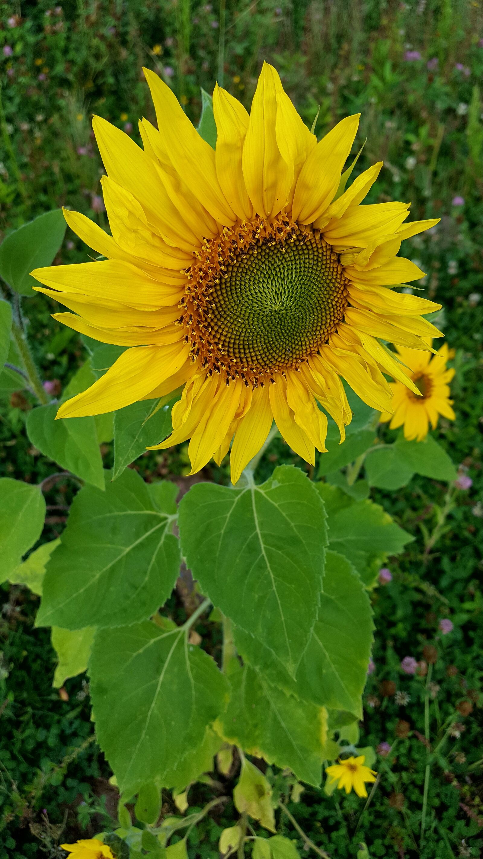 Samsung Galaxy S6 sample photo. Nature, summer, plant photography